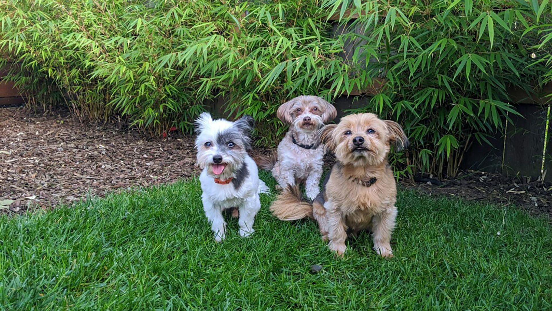 Three little puppy sitting on the green grass
