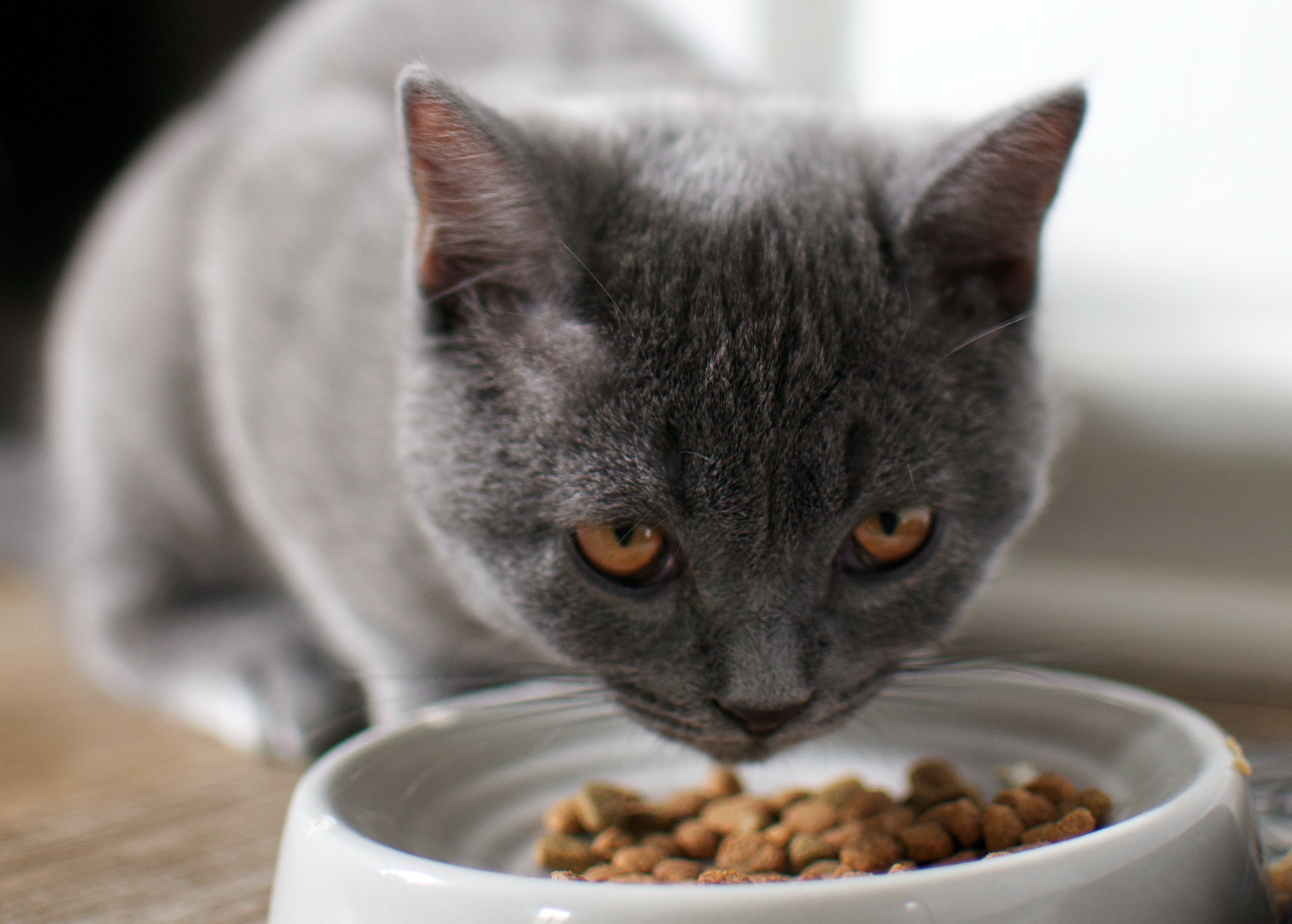 Grey cat eating dry kibble from bowl