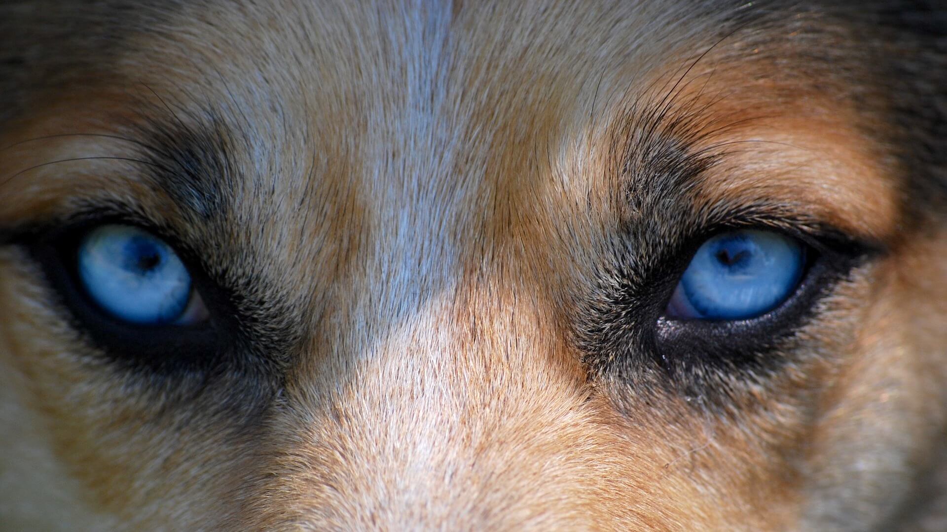 Close-up of a dog with blue eyes