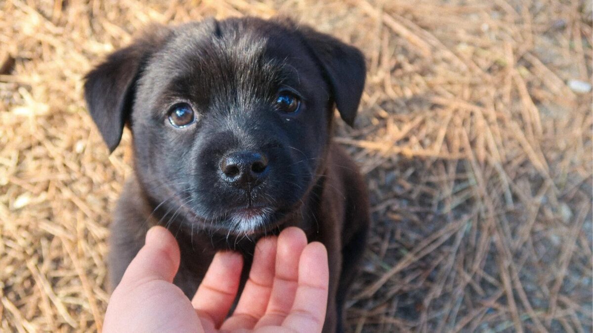 Dog looking at his owner