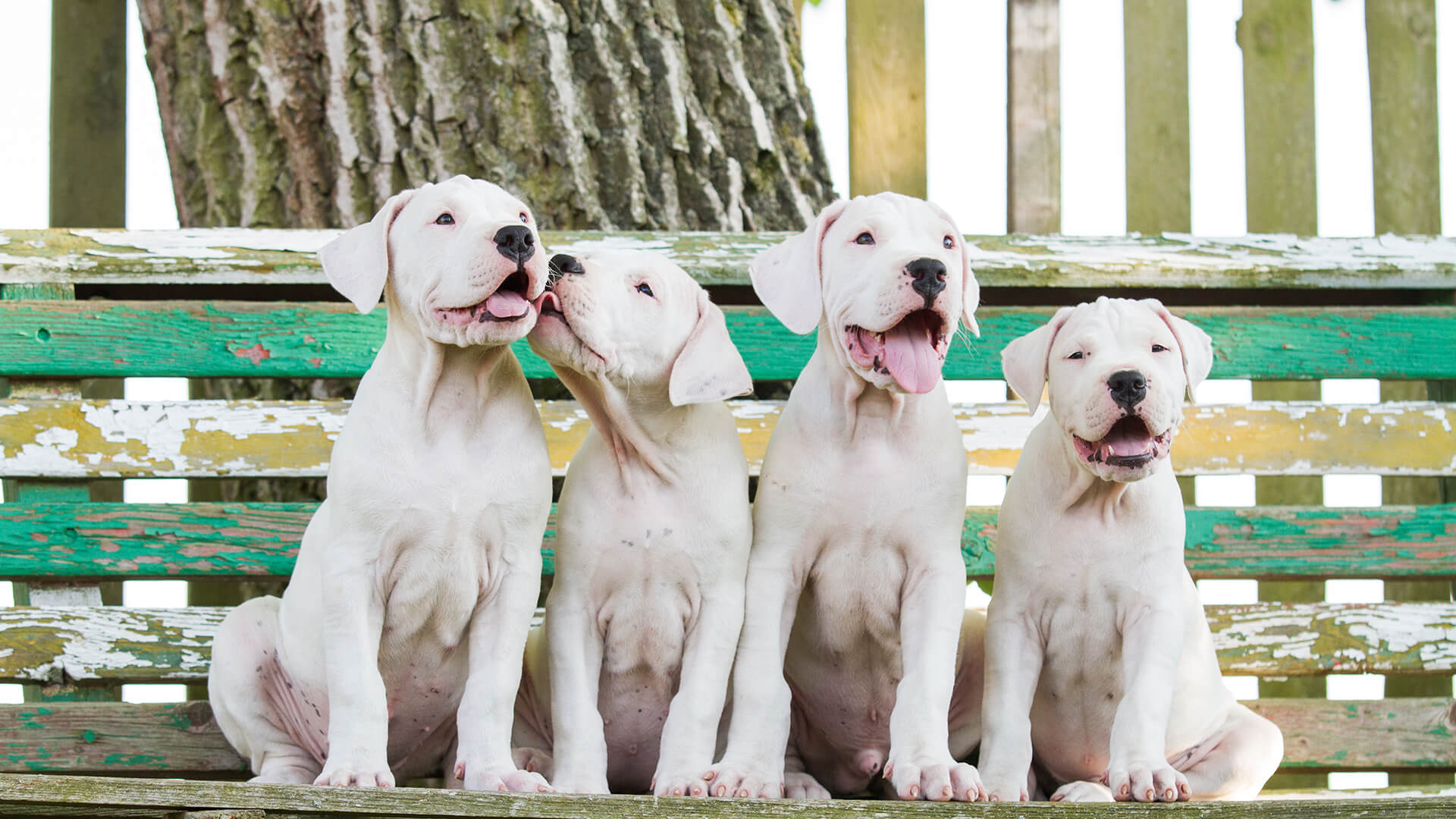 Four white dog sitting together