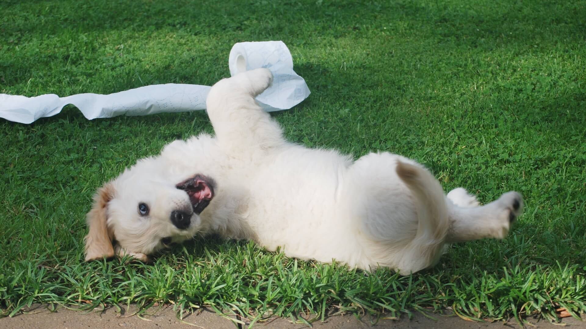 Puppy rolling around outside with toilet paper