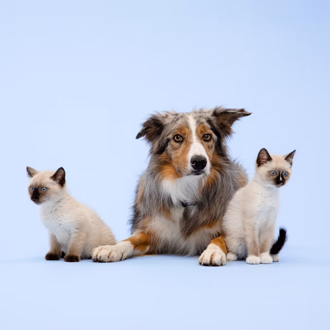 Dog and cats sitting together