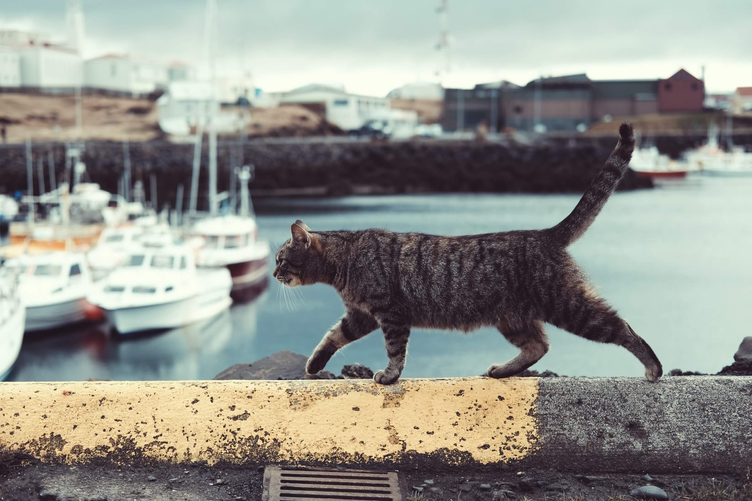 Cat walking on wall with boats in background