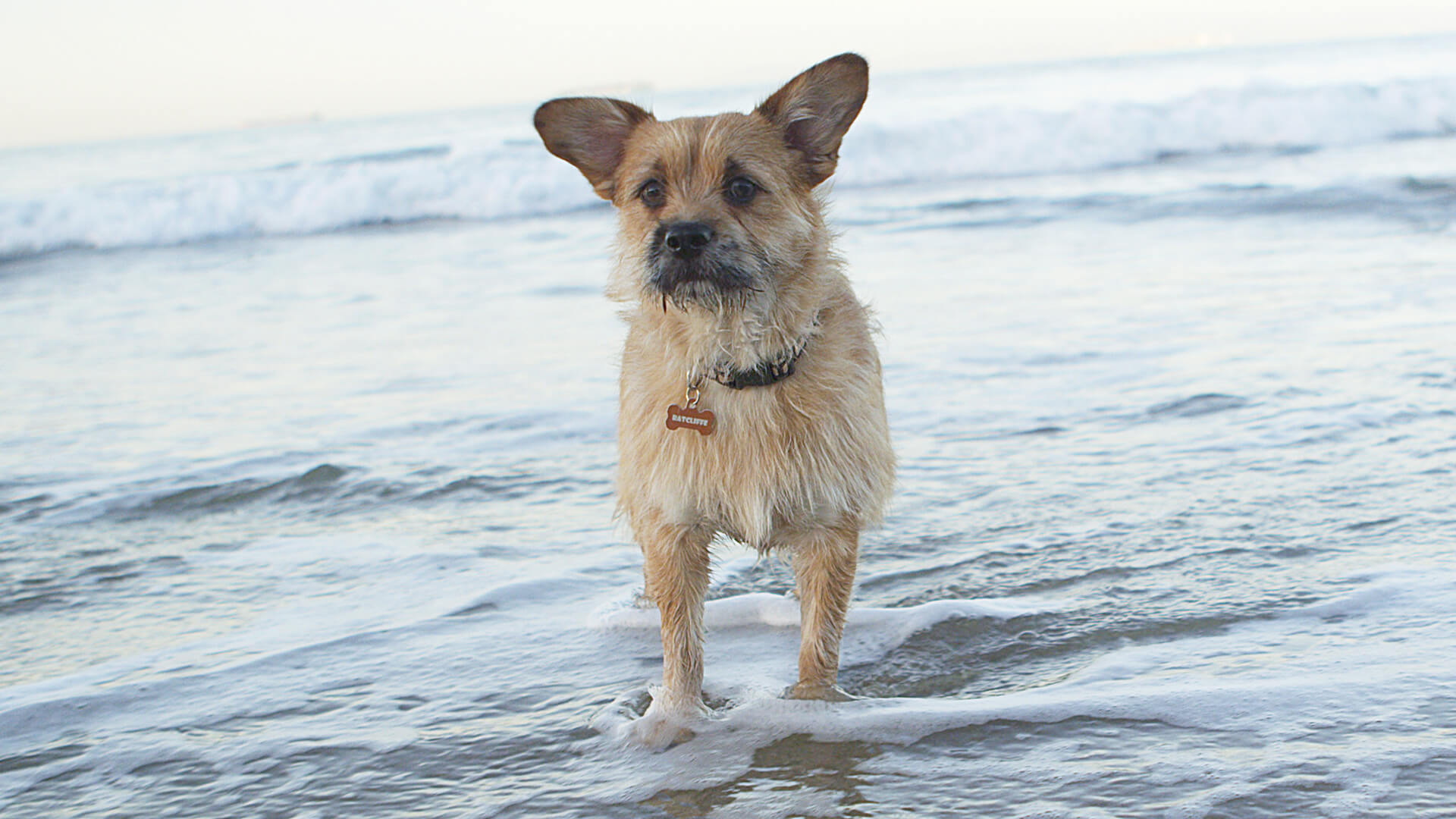 A dog standing by the beach