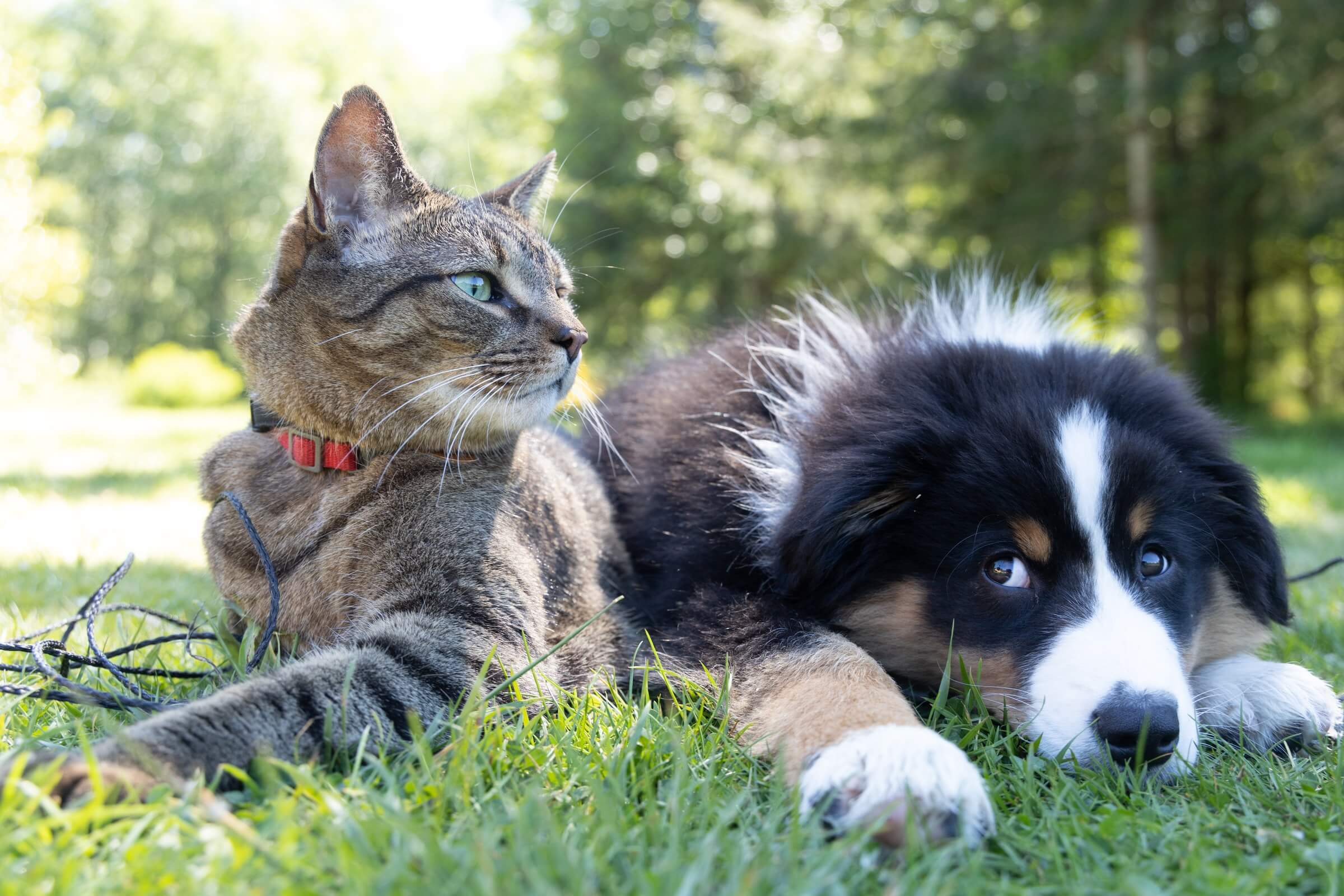 Dog and cat lying outside in the summer sun