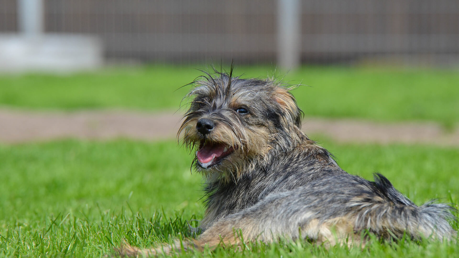 Dog lying in grass and looking over its shoulder