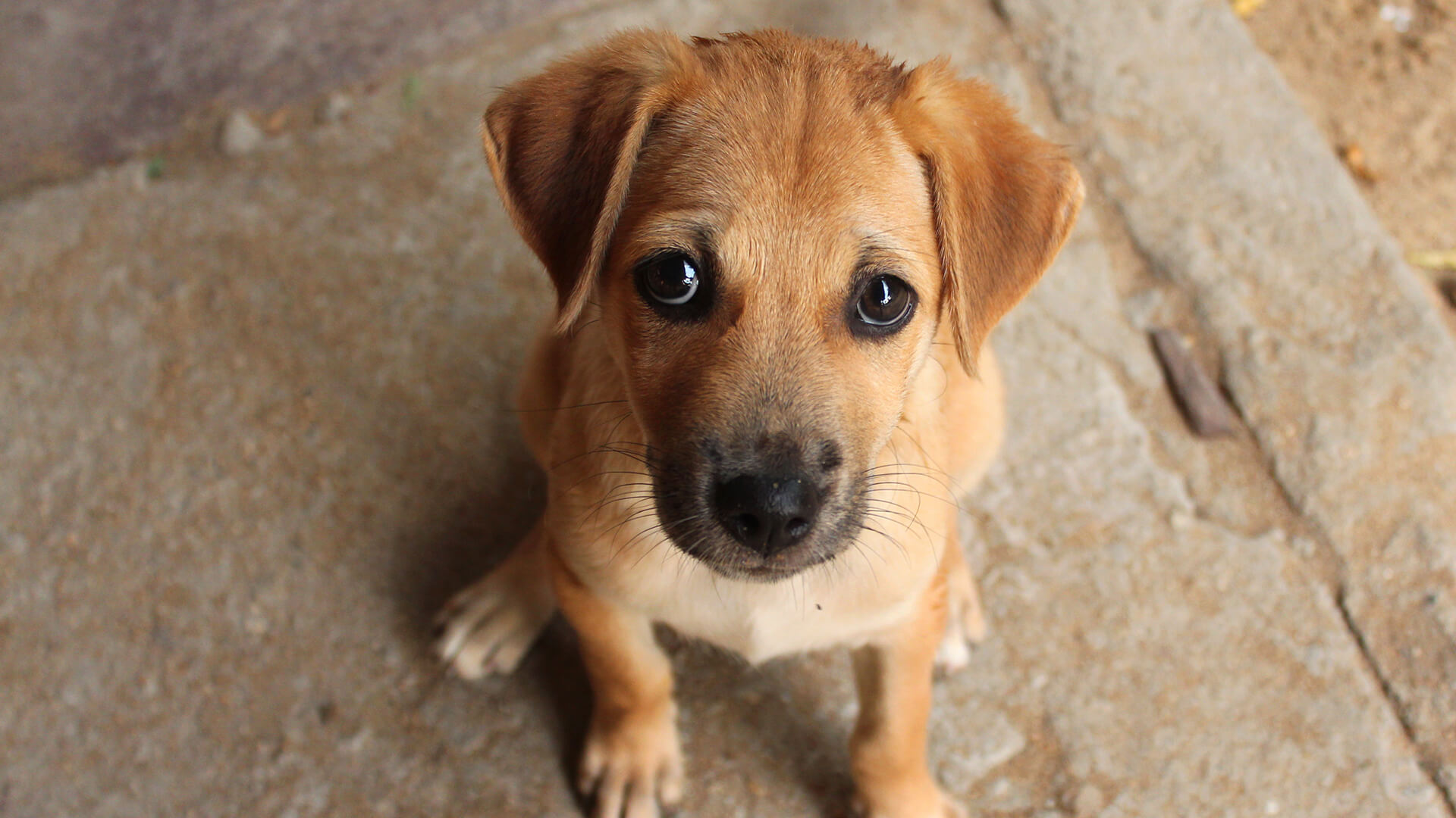 Puppy staring into the camera with "puppy dog" eyes