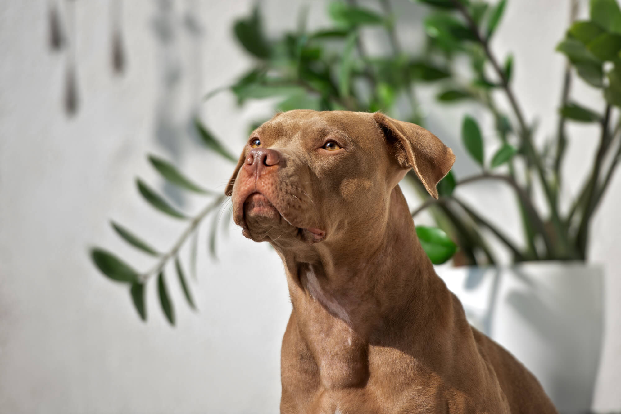 Brown American Pit Bull Terrier