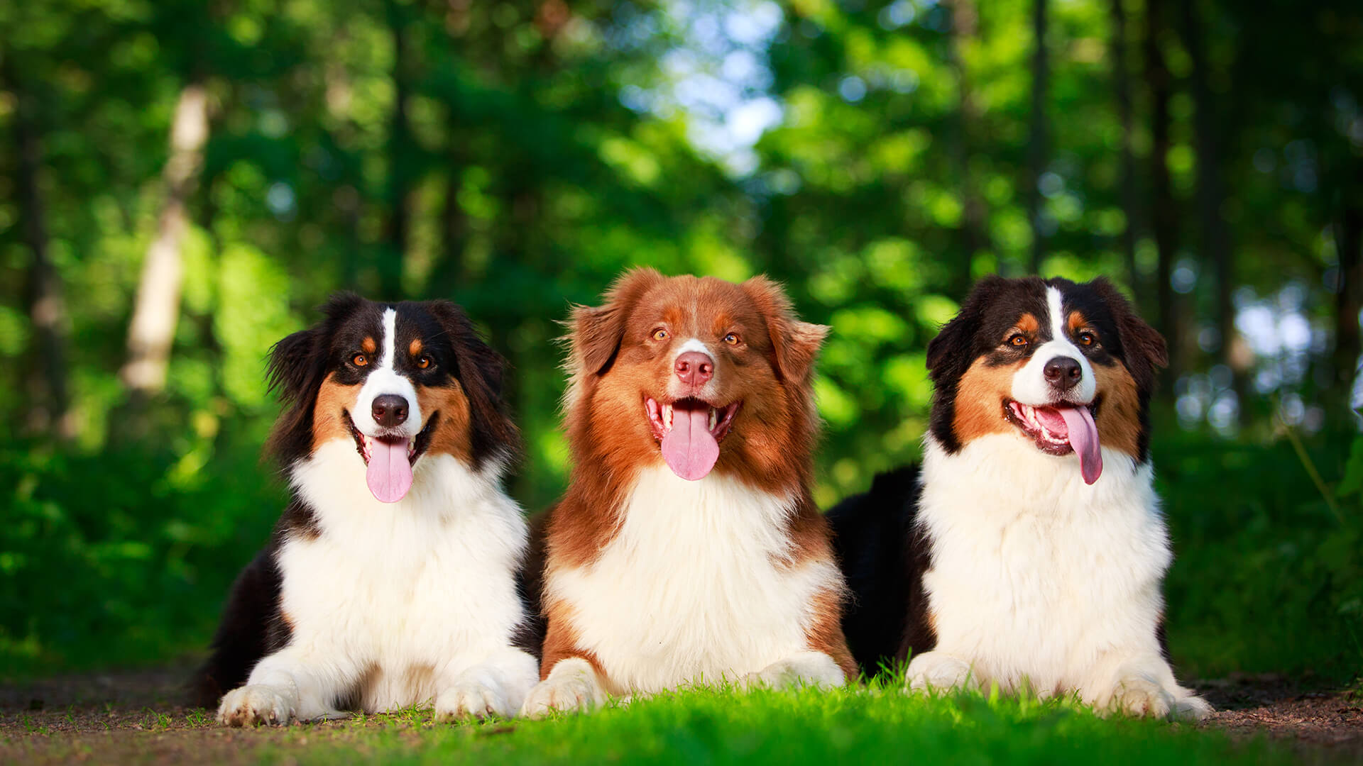 Three dogs sitting on green grass