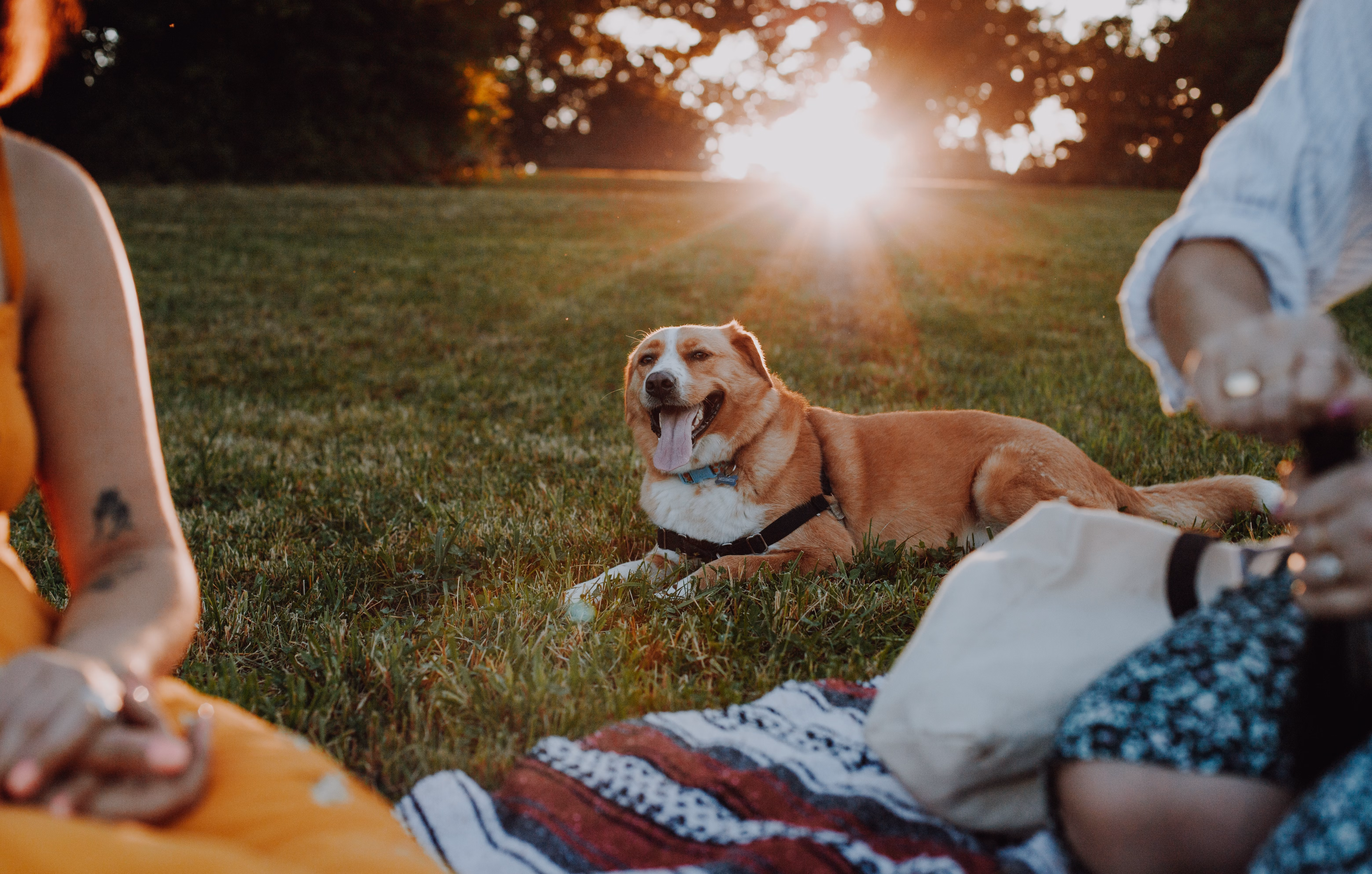 Dog laying down on the grass next to a picnic