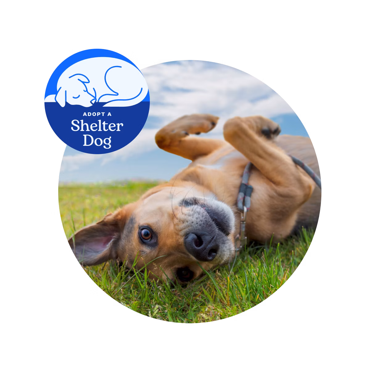 Adopt a Shelter Dog Image: cute dog laying on grass and looks at camera