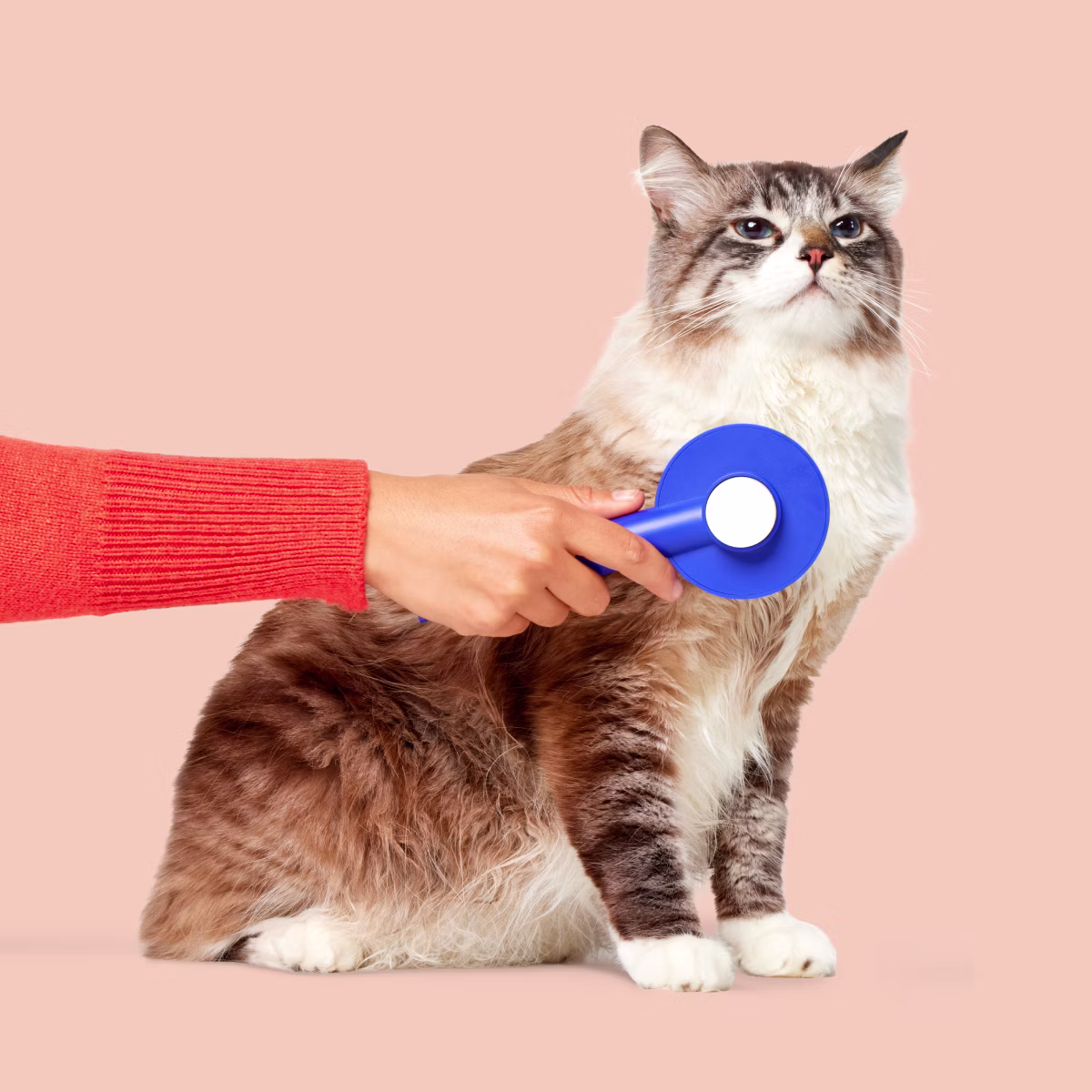 A pretty cat getting brushed by a person