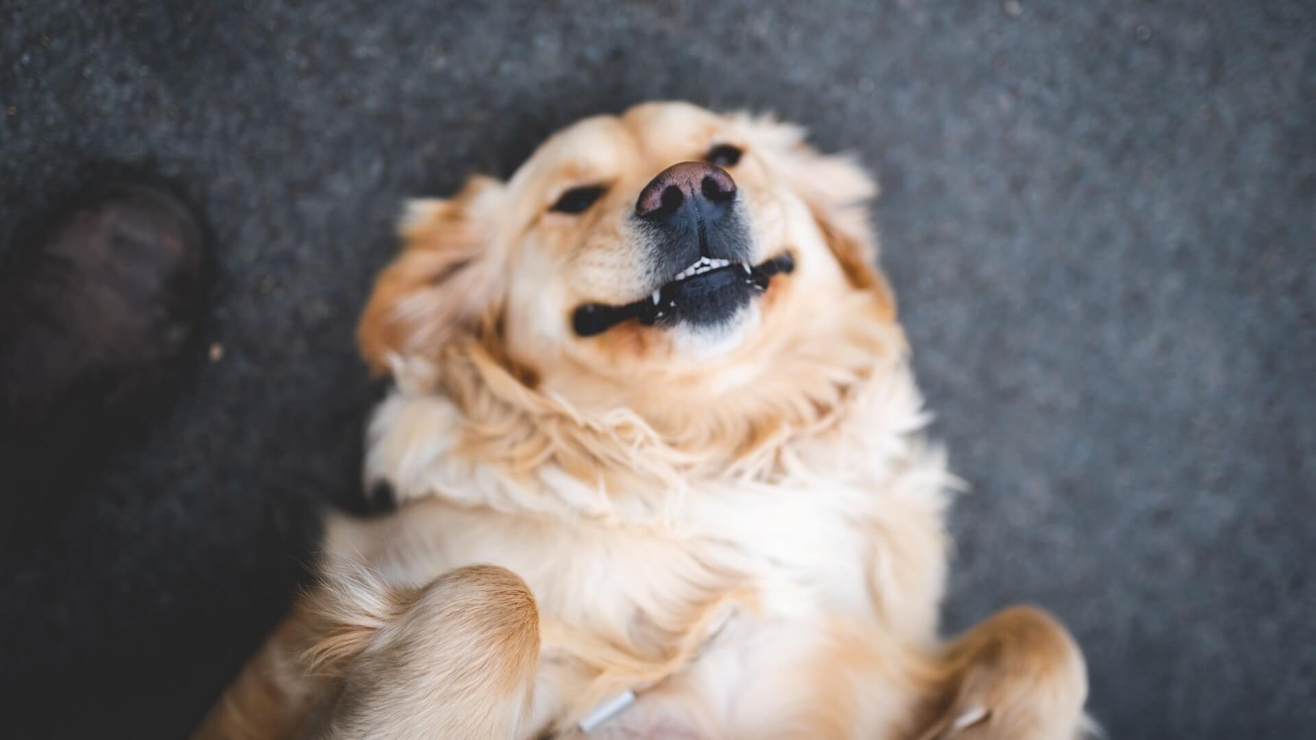 Dog lying on his back and smiling