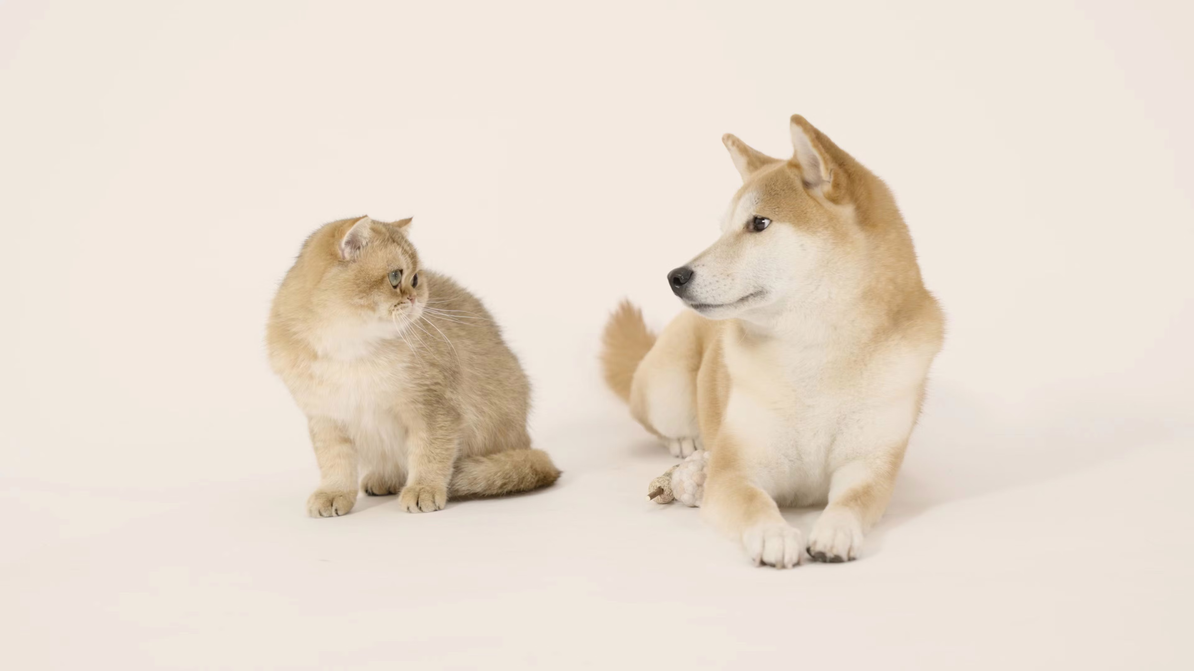 A dog and a cat staring at each other