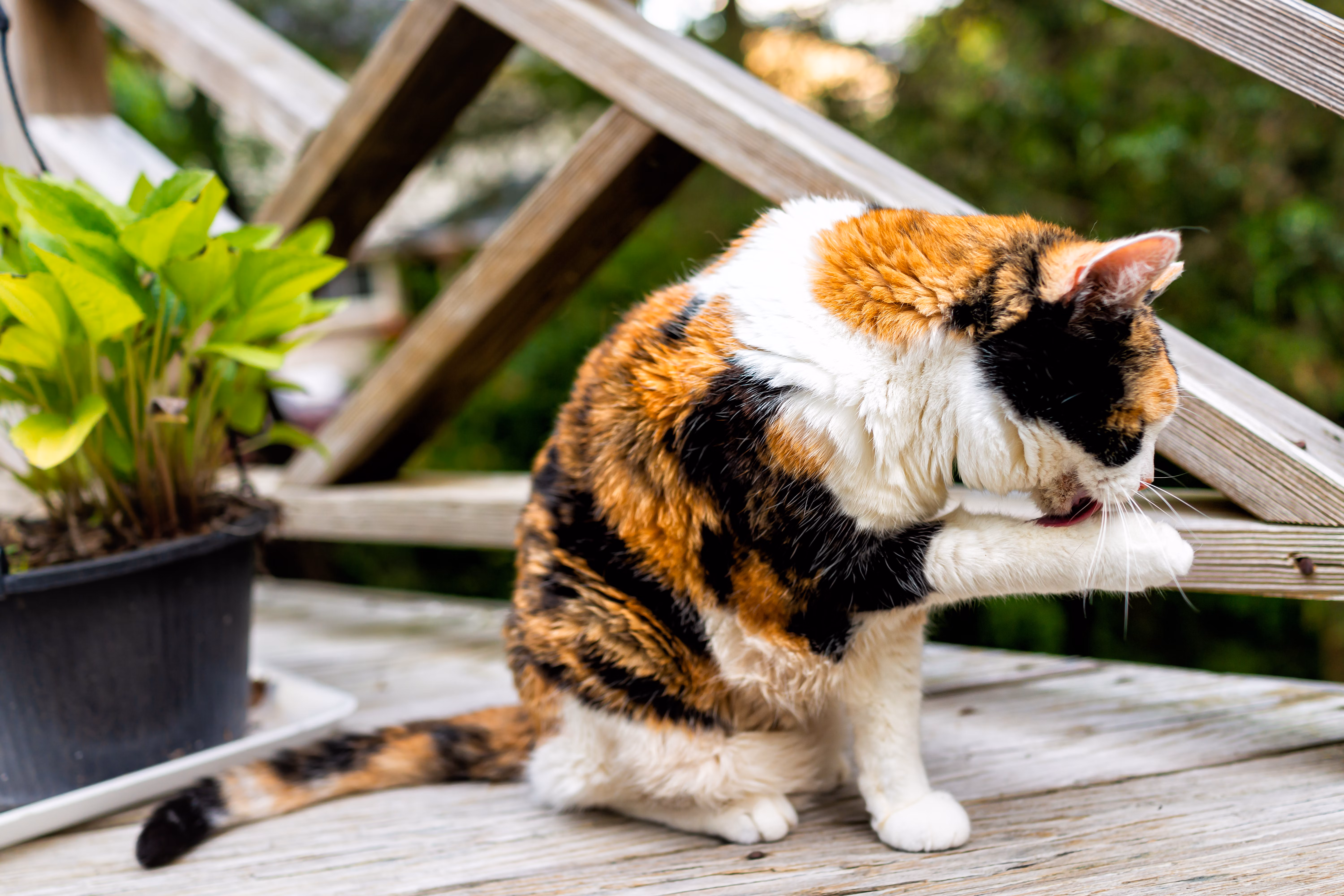 Calico cat licking her paw.