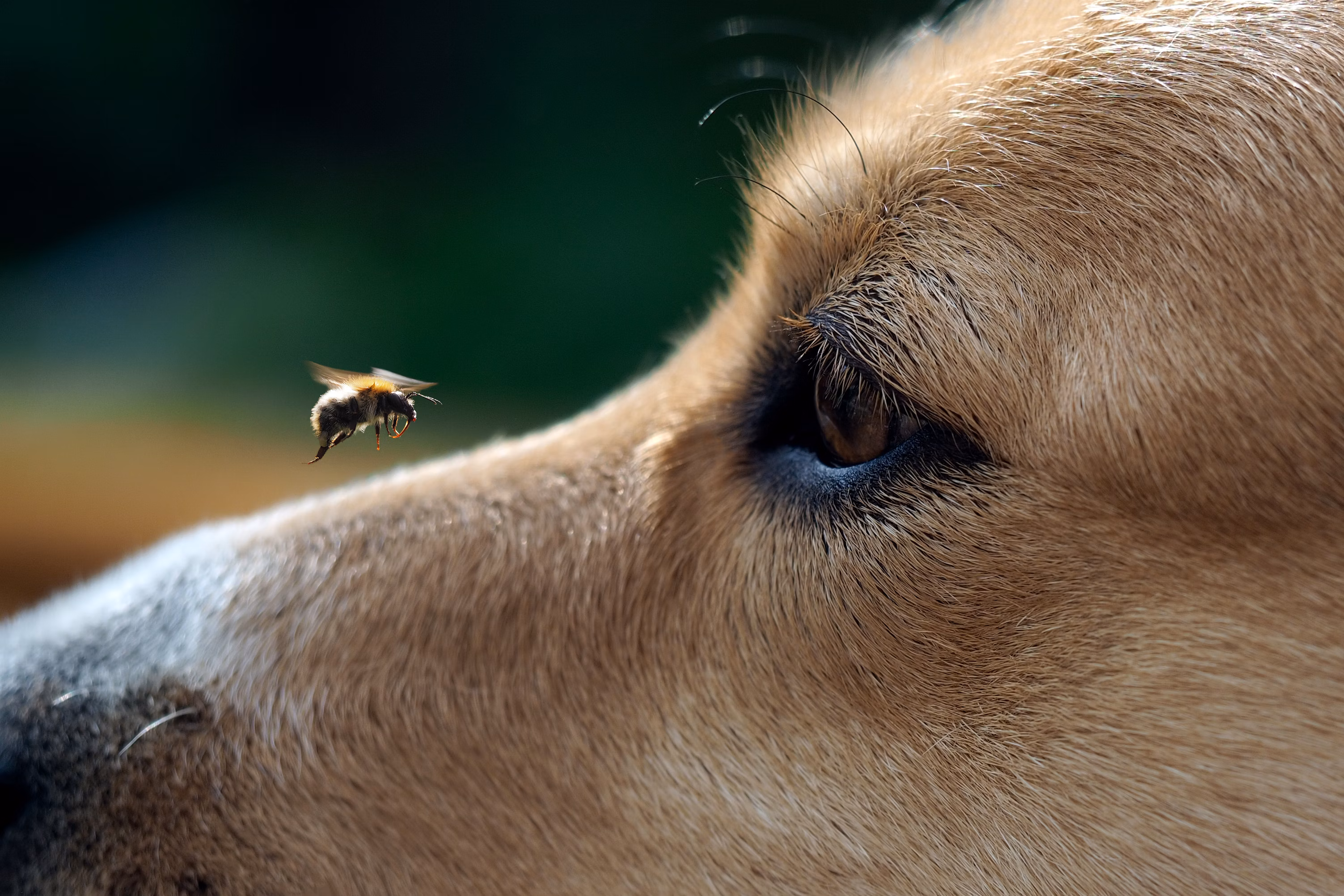 Close-up of a bee flying near a dog's nose.