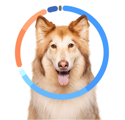 Cute brown and white Husky mix breed dog smiling with tongue out