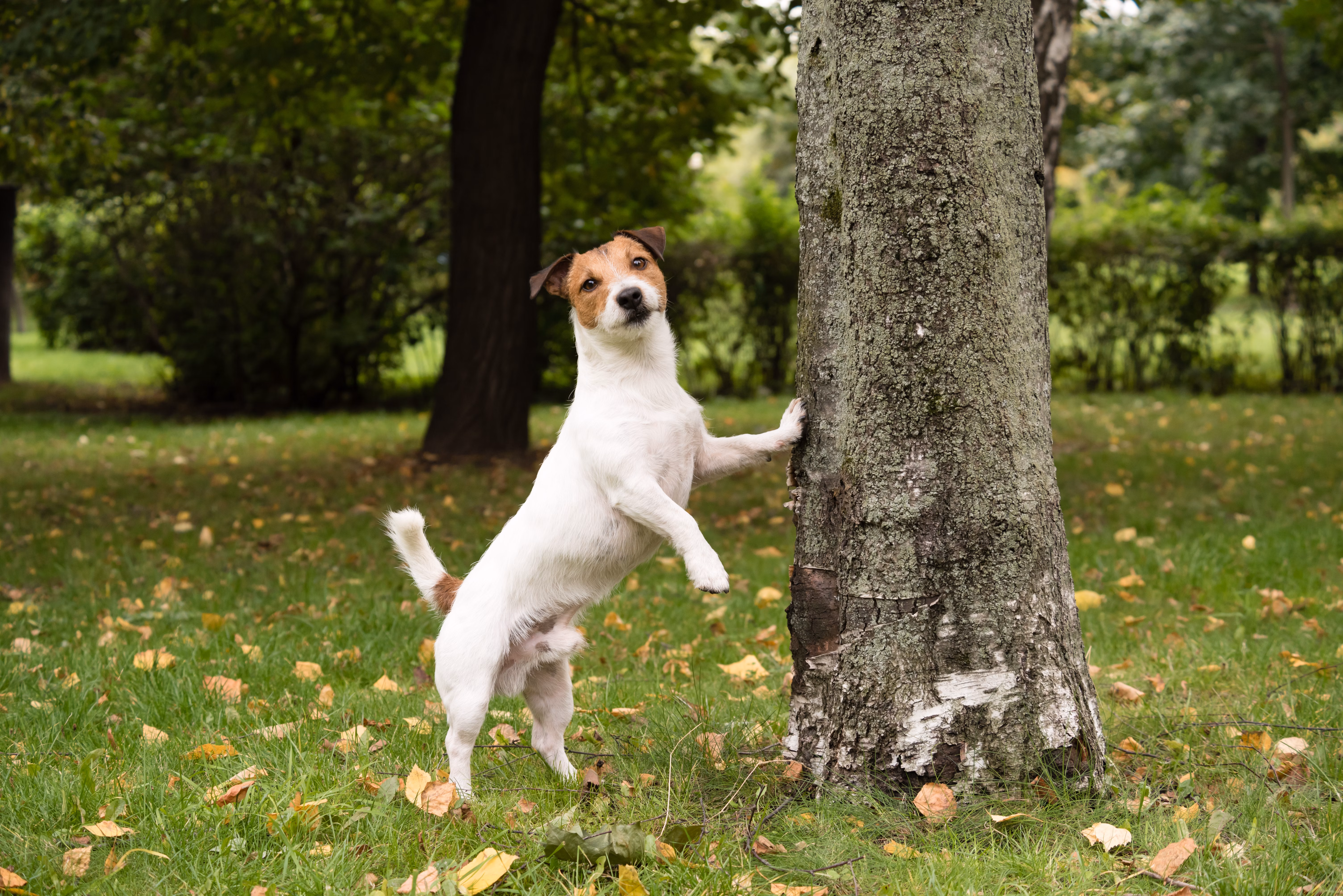Jack Russell Terrier looking up a tree.
