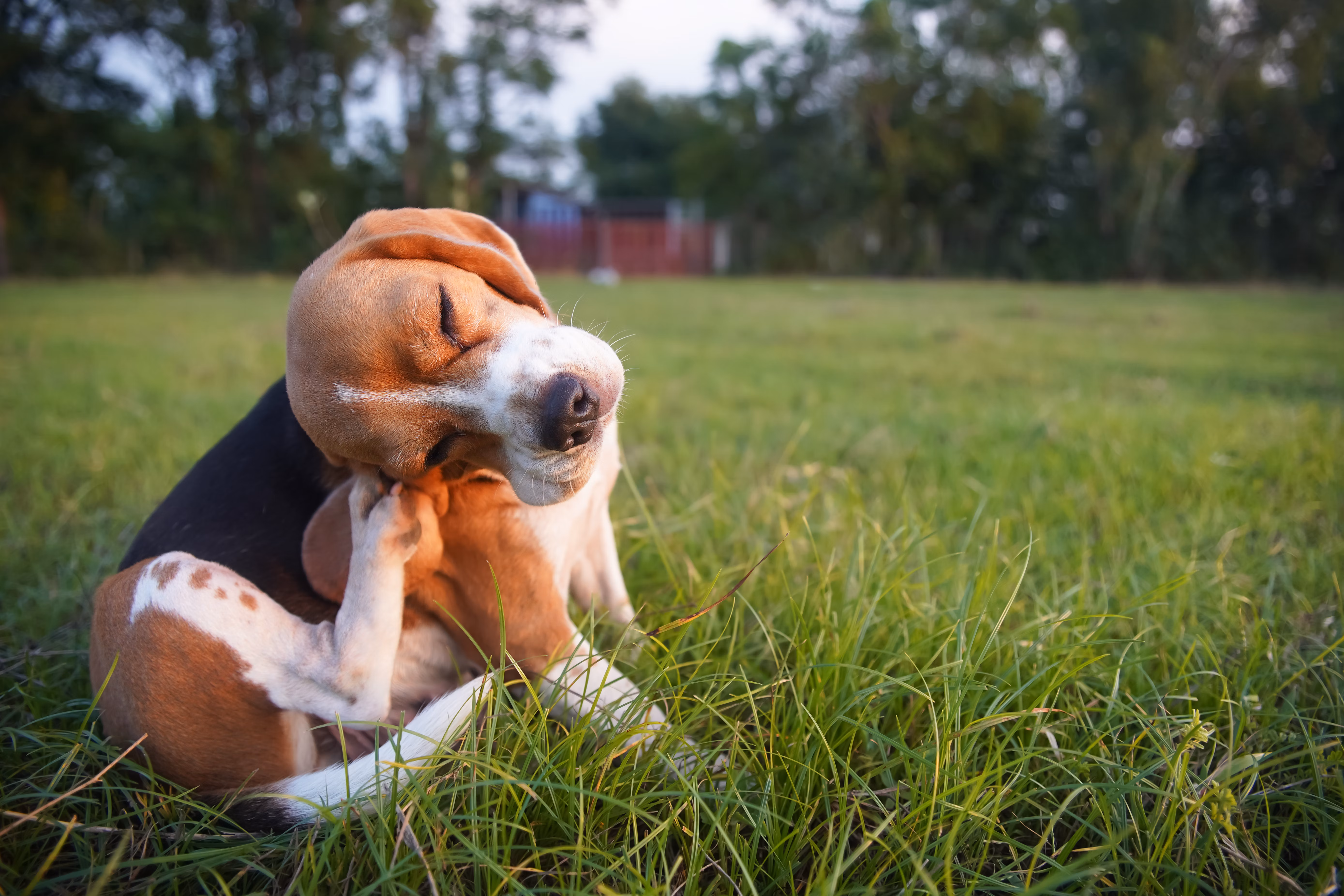 Beagle itching its ear