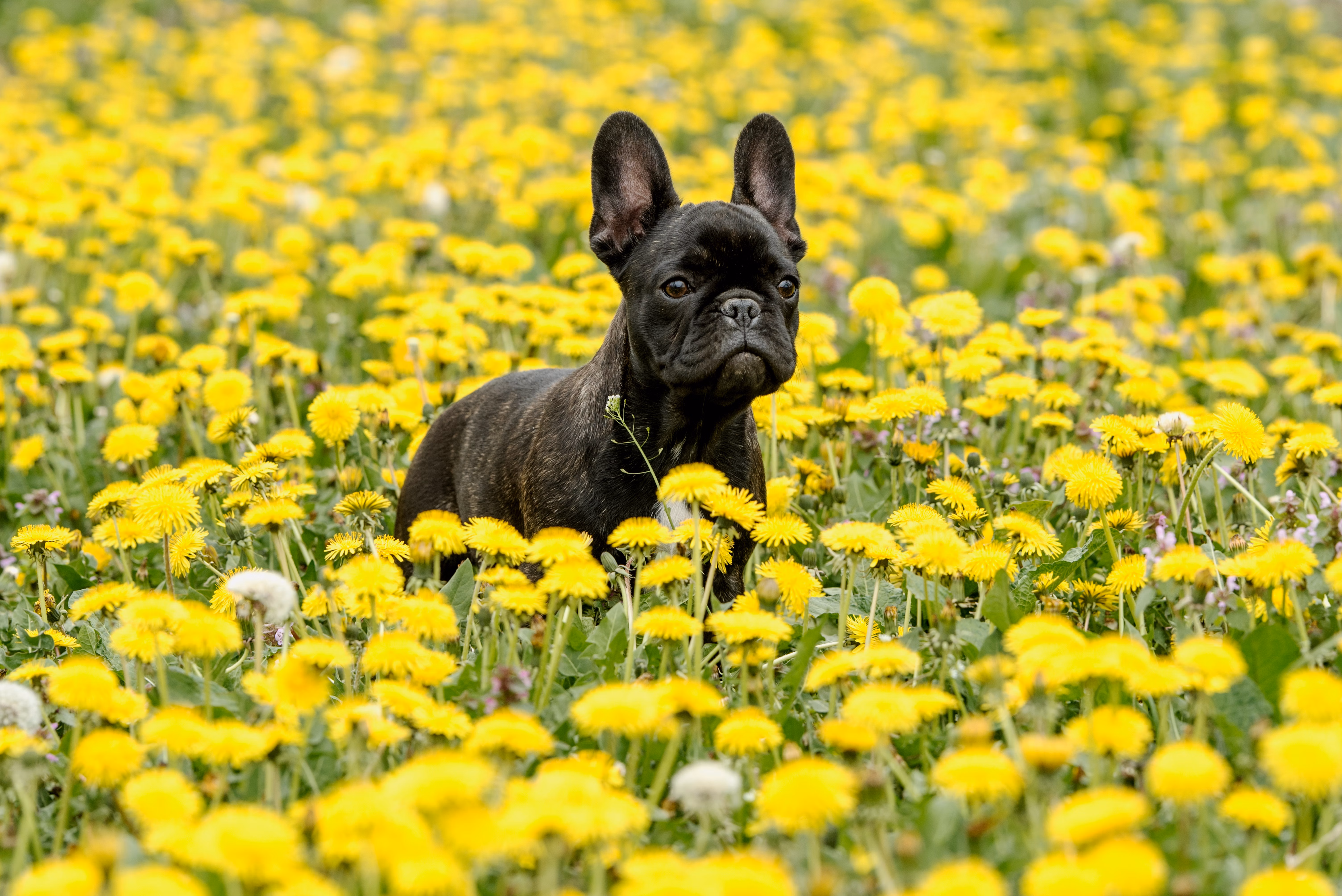 Black French Bulldog standing in a field of yellow flowers.