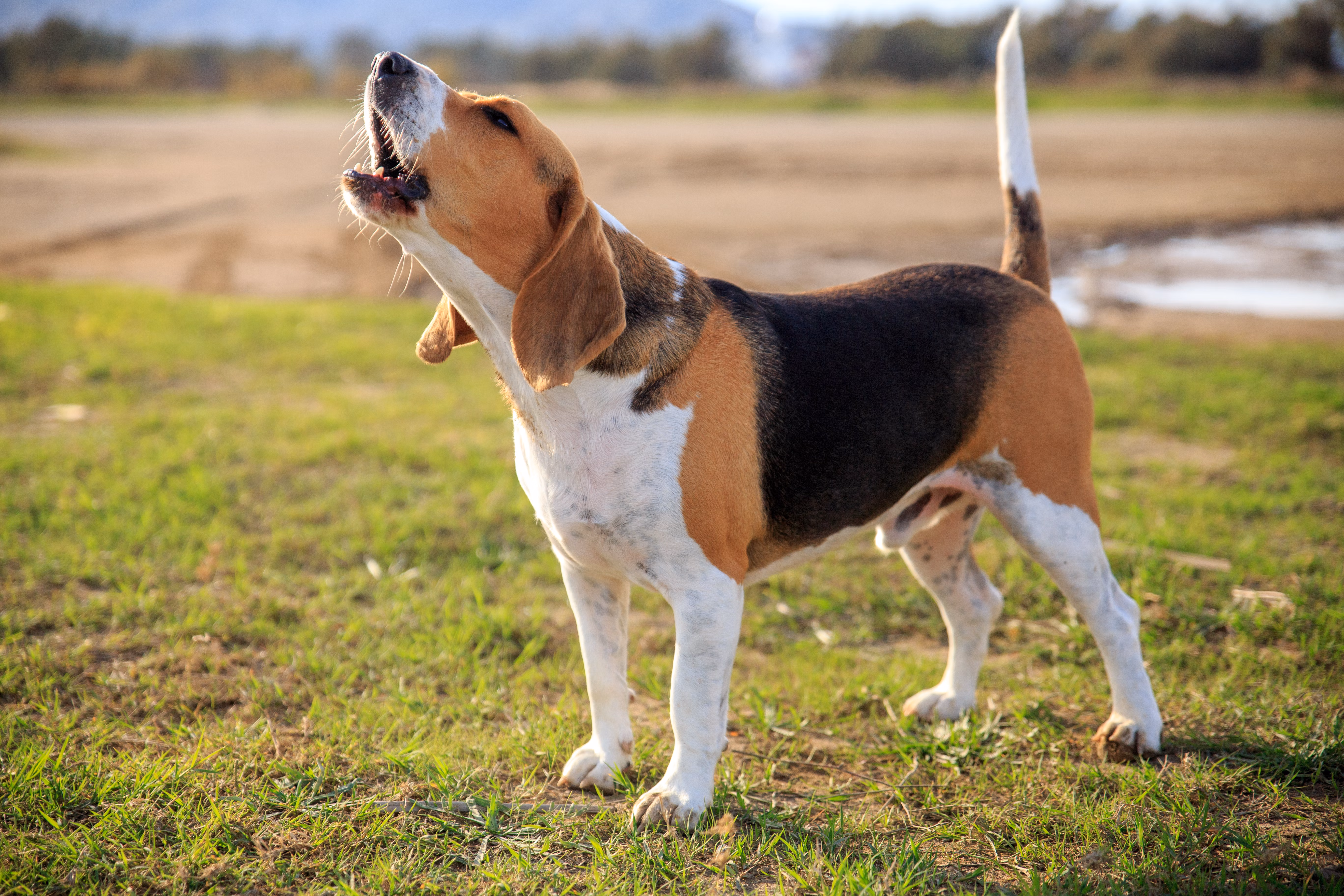 Beagle standing outside baying.