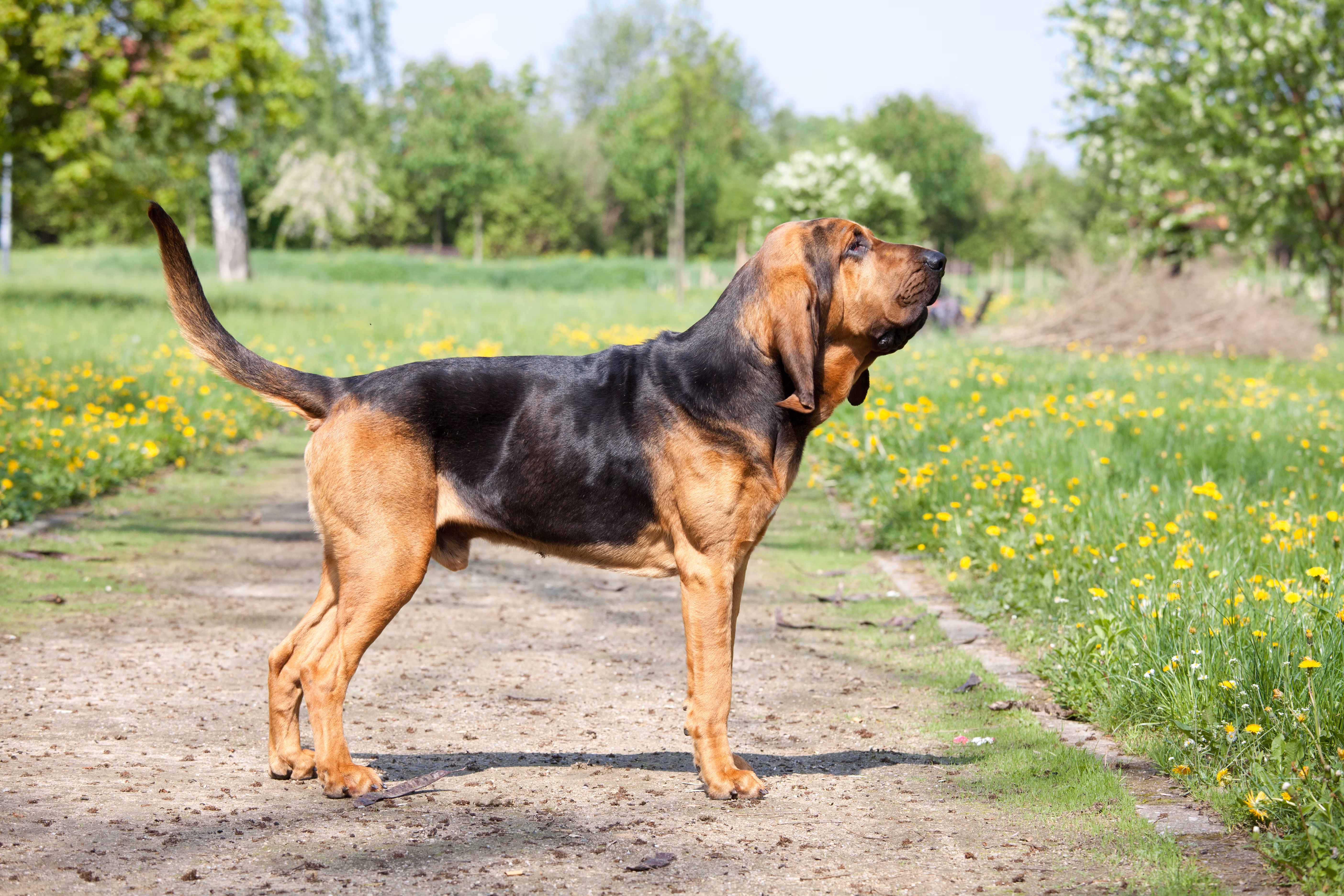 Bloodhound standing outside on a path.