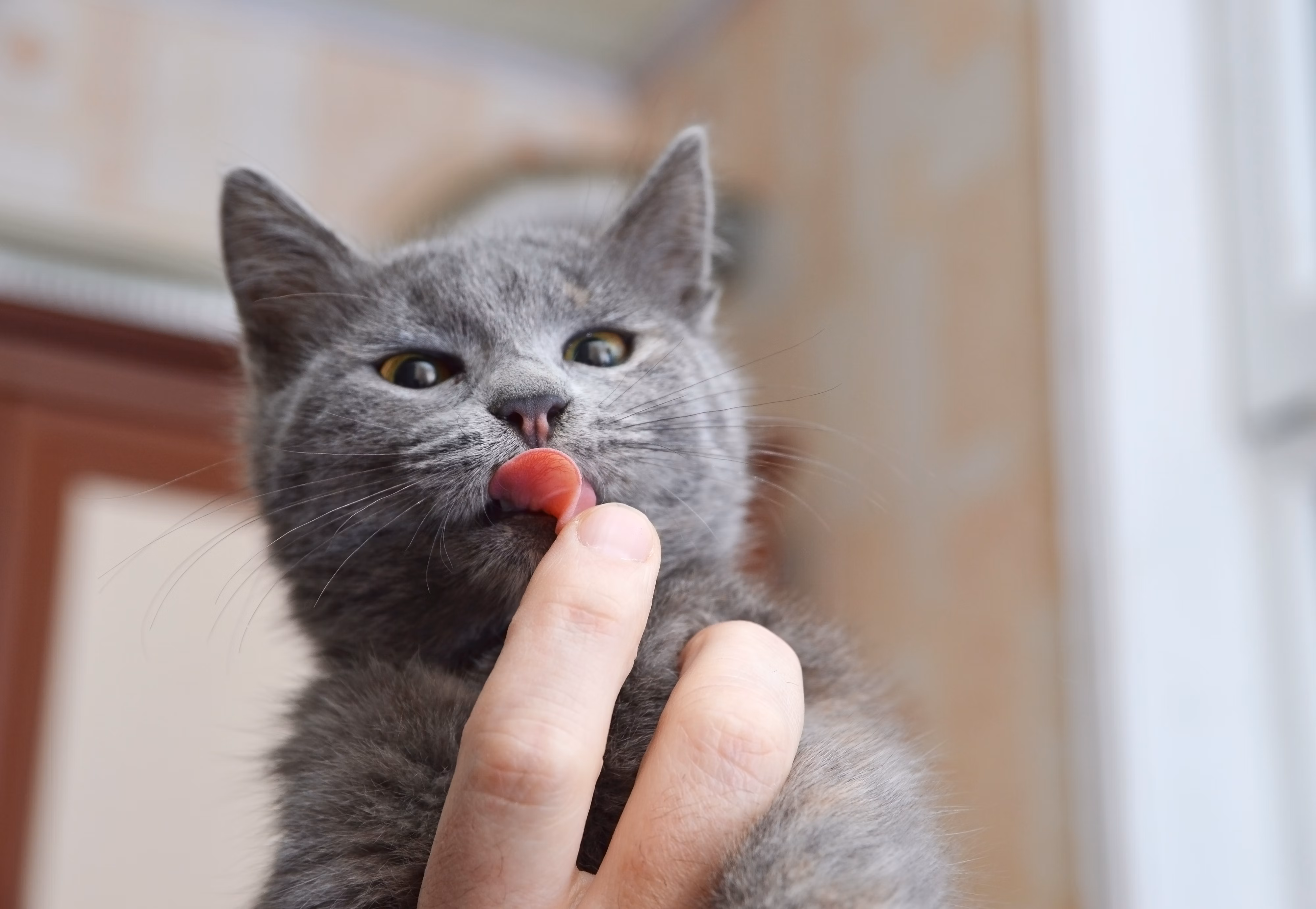 Gray cat licking a person's finger.