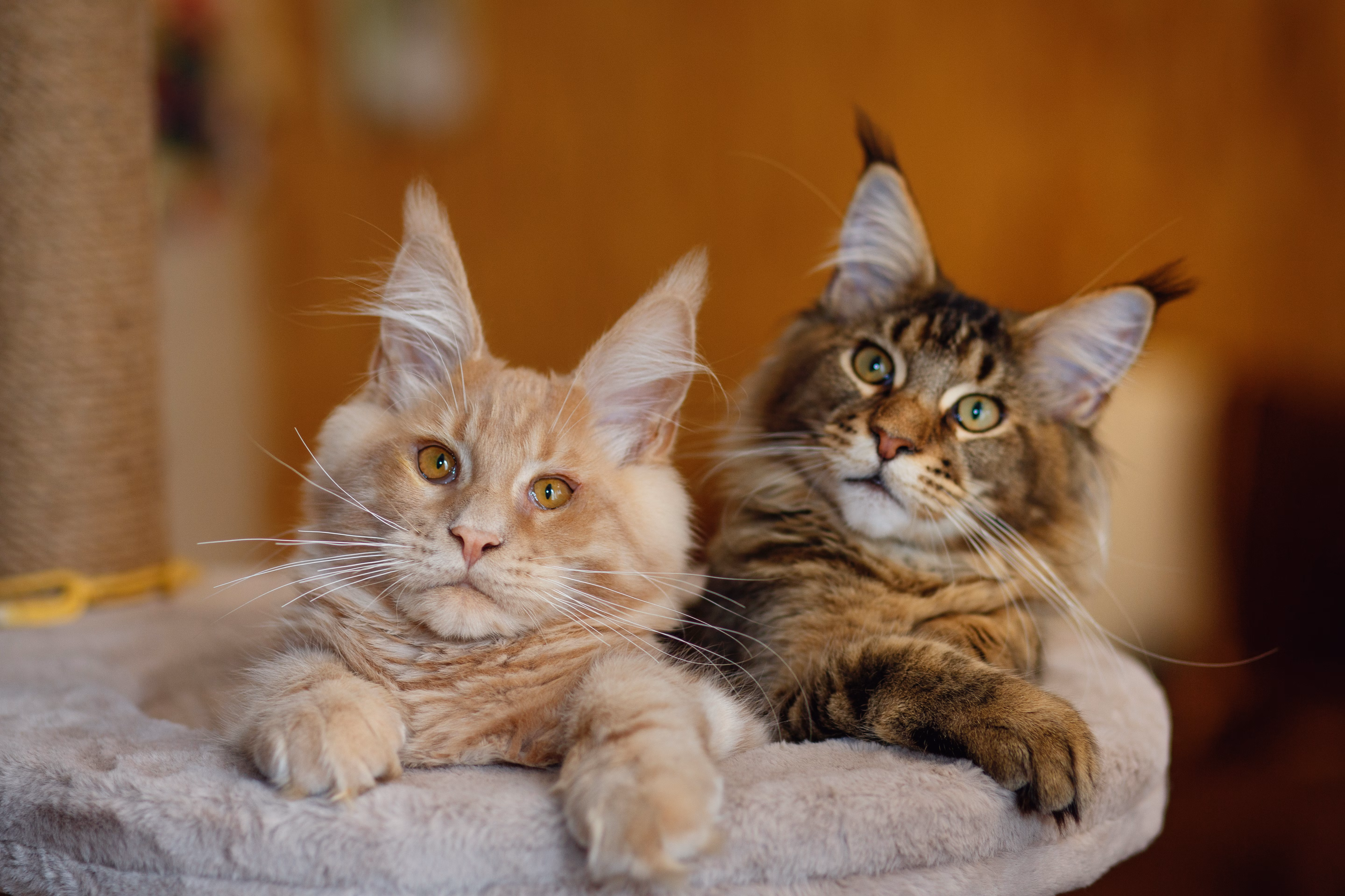 Two cats sitting on a cat perch together.