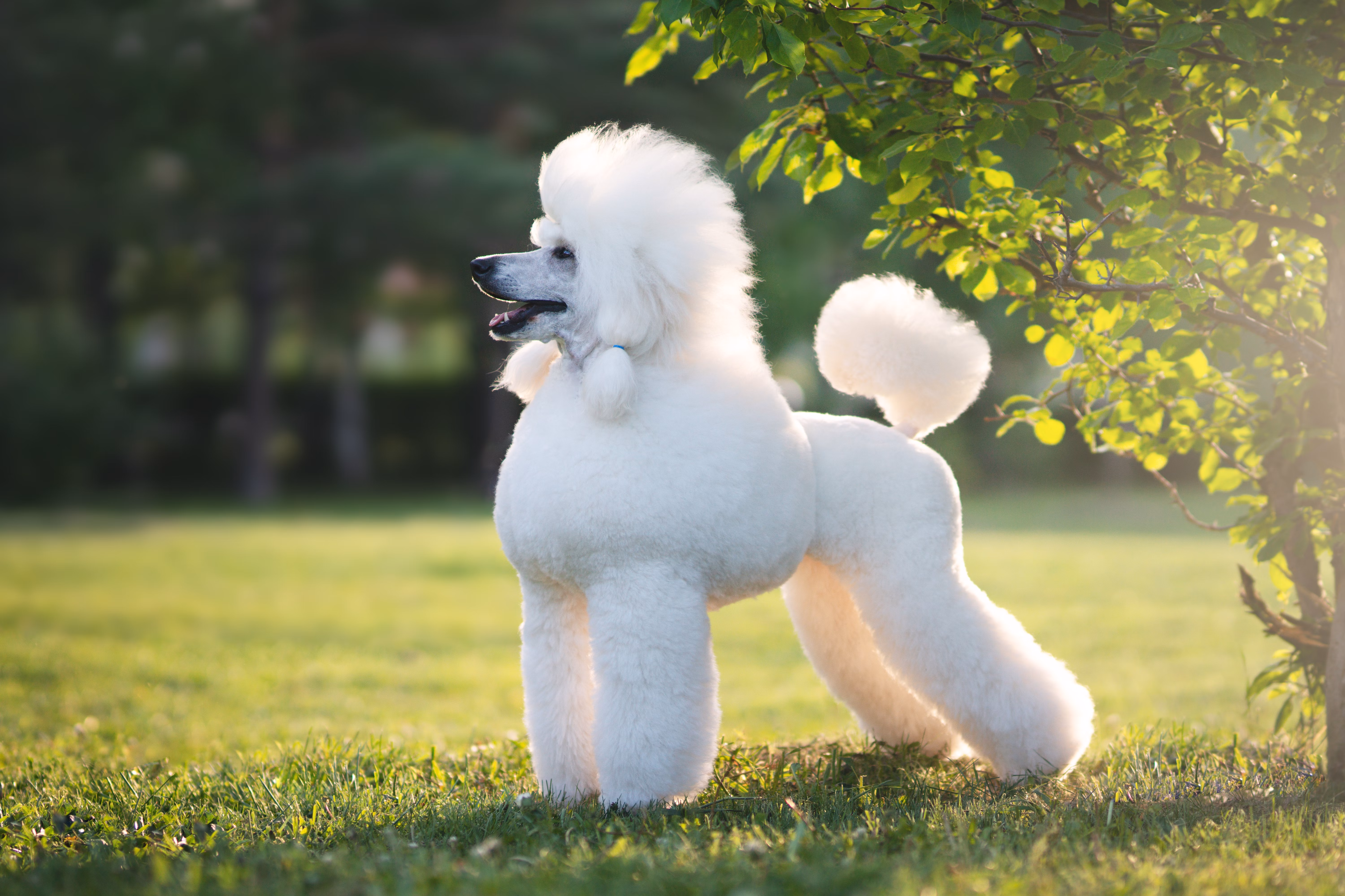 Standard Poodle with classic Poodle hair cut.