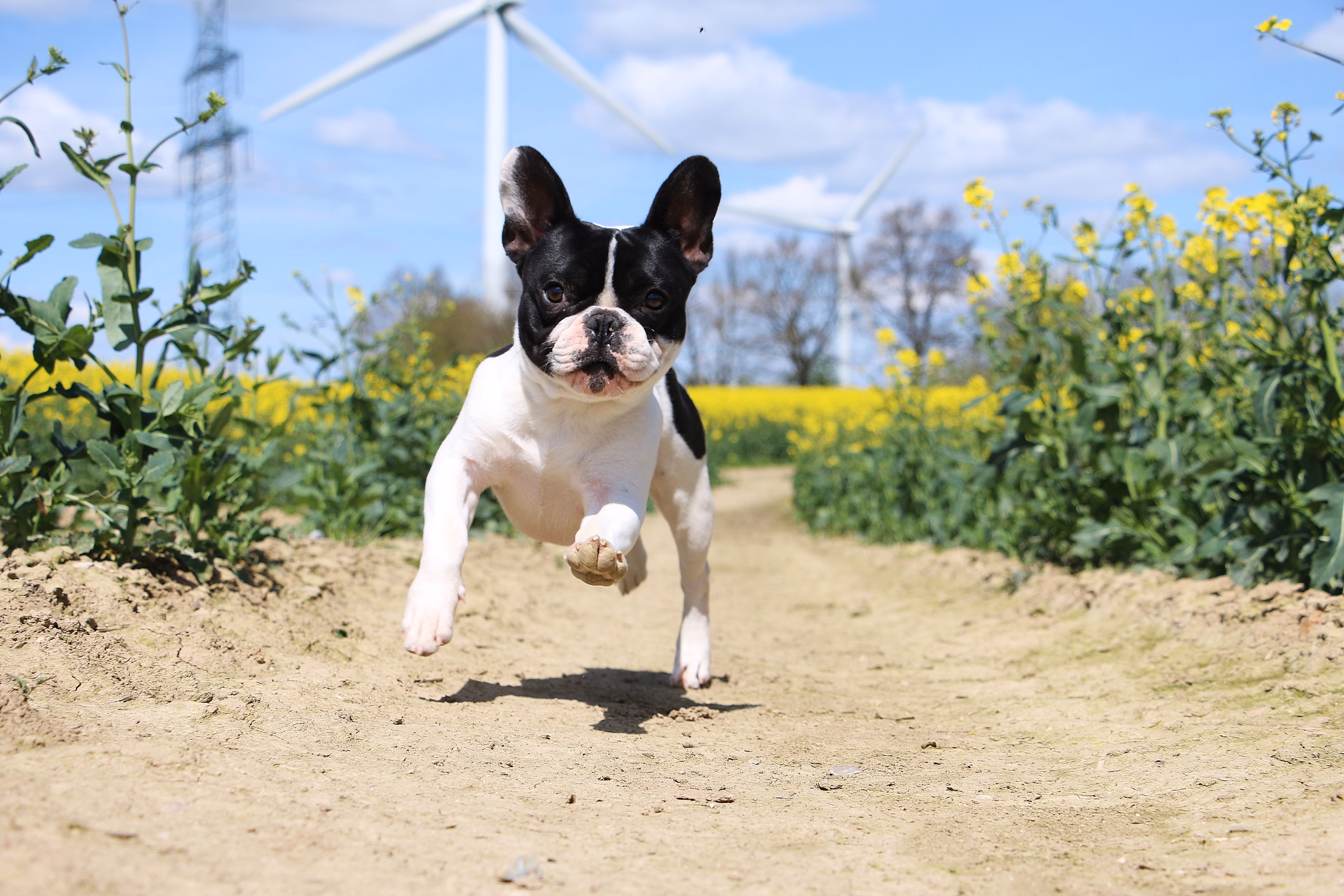French Bull dog running towards camera
