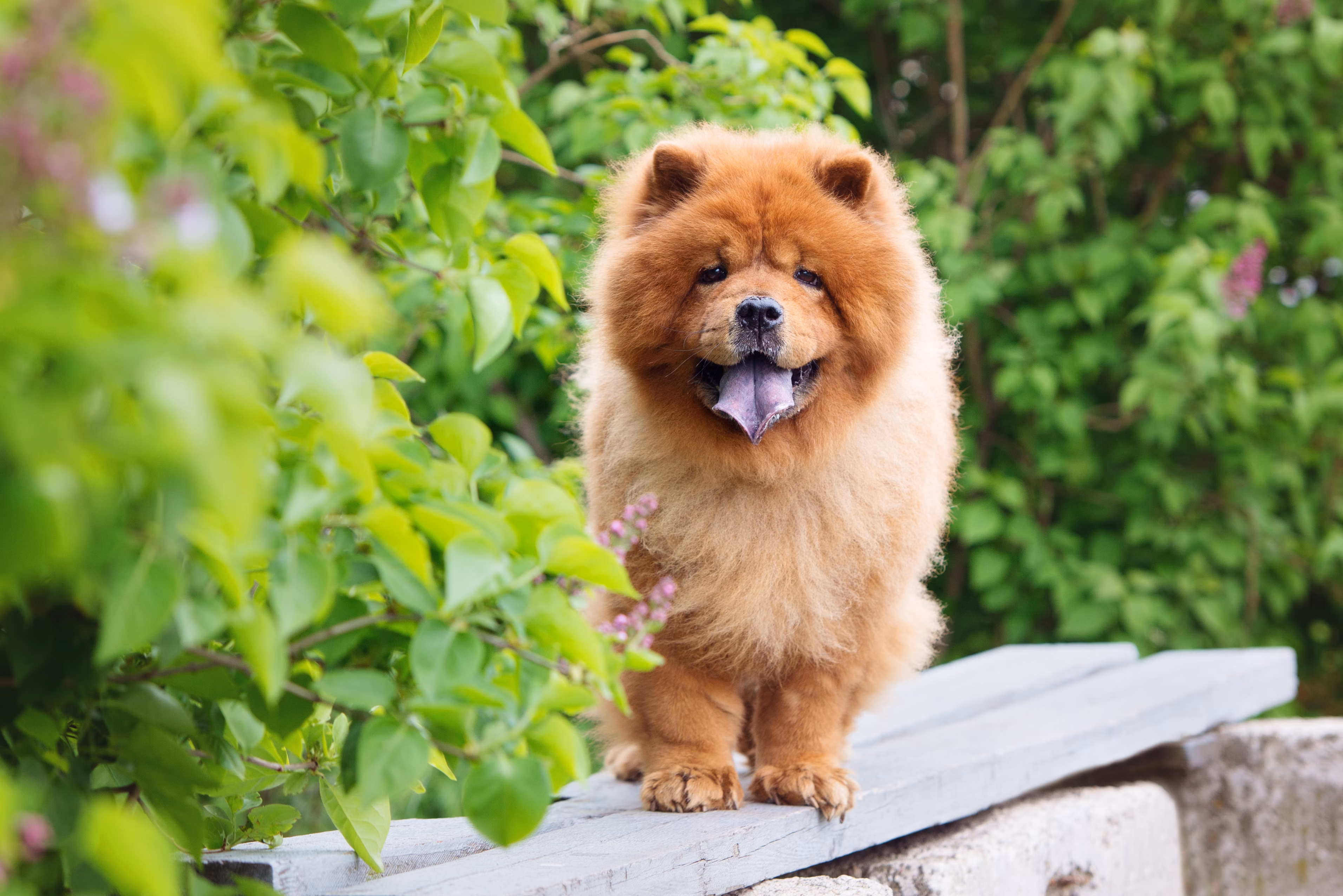 Chow Chow outside standing on a bench.