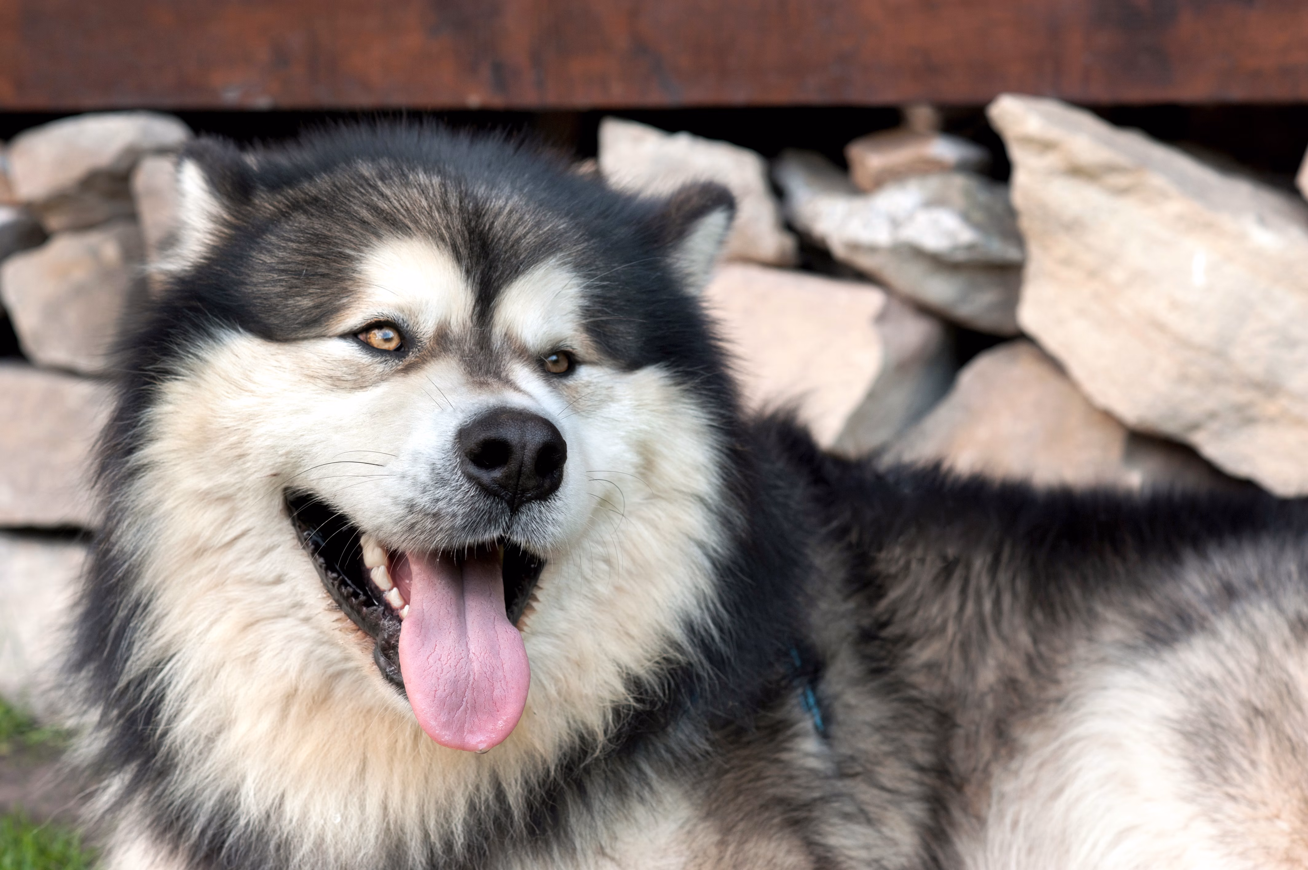 Happy Alaskan Malamute.