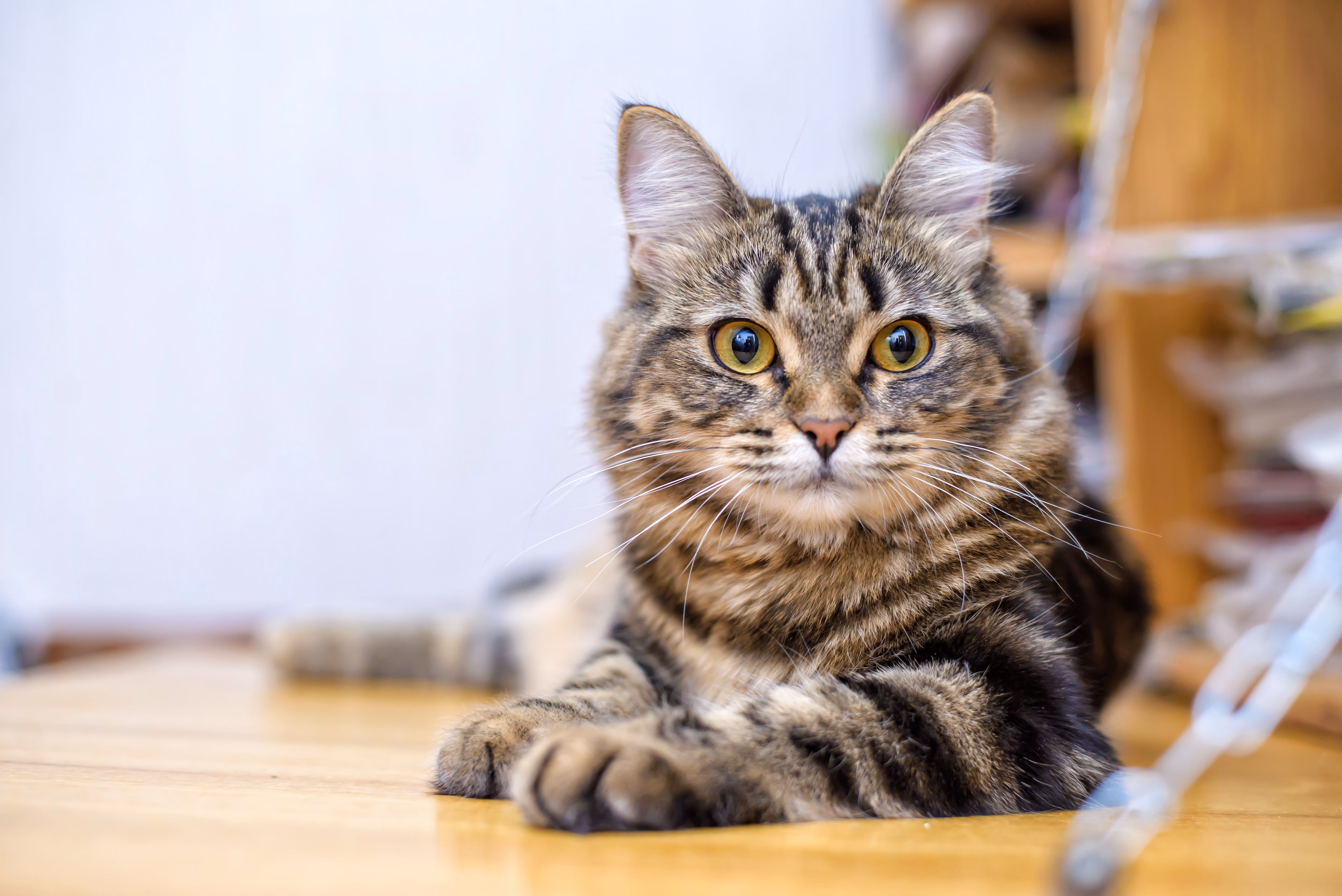 Tabby cat lying on a hardwood floor.