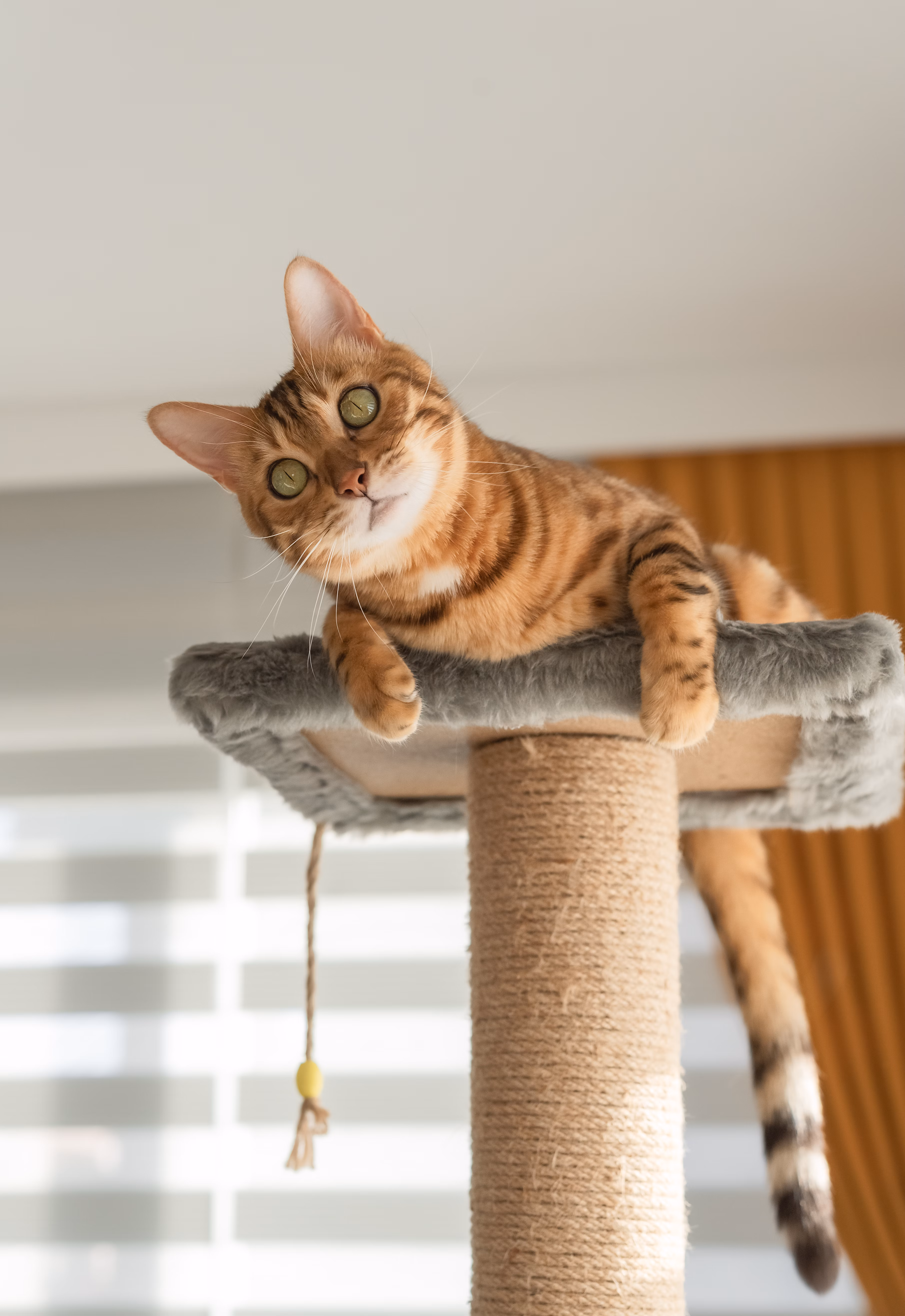 Cat sitting on a tall cat perch.