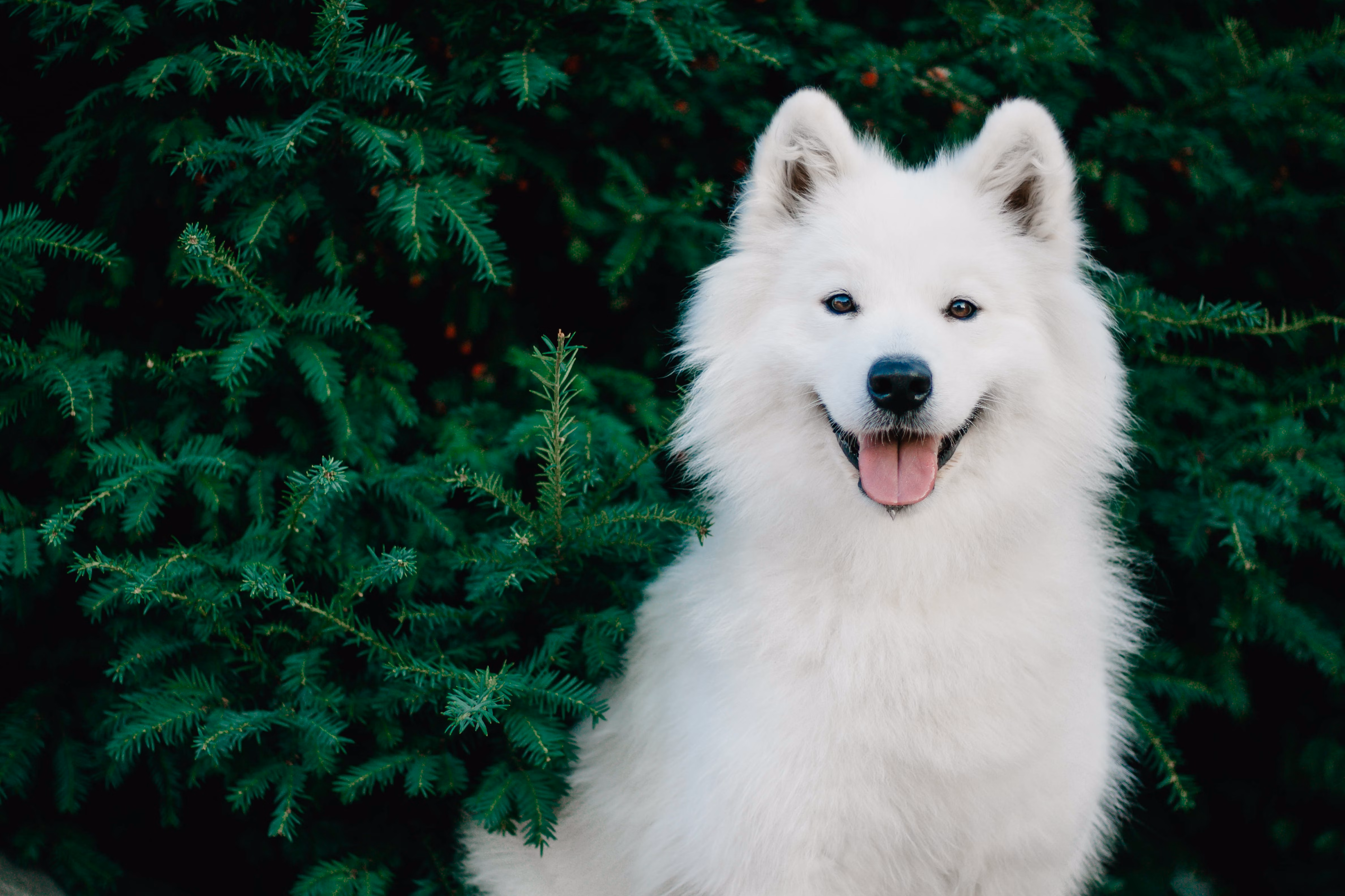 Samoyed standing near green trees.