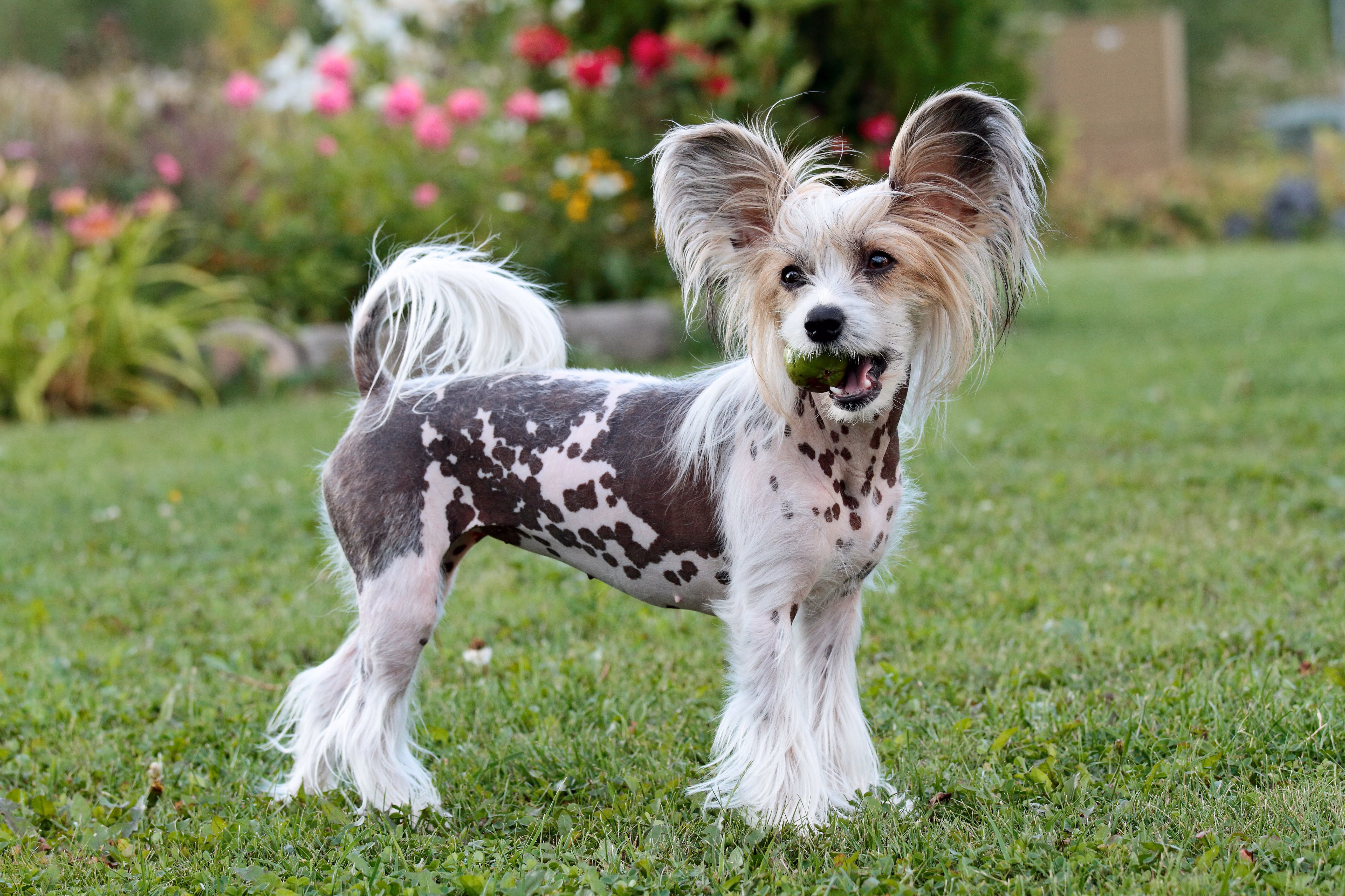 Chinese Crested standing outside in the grass.