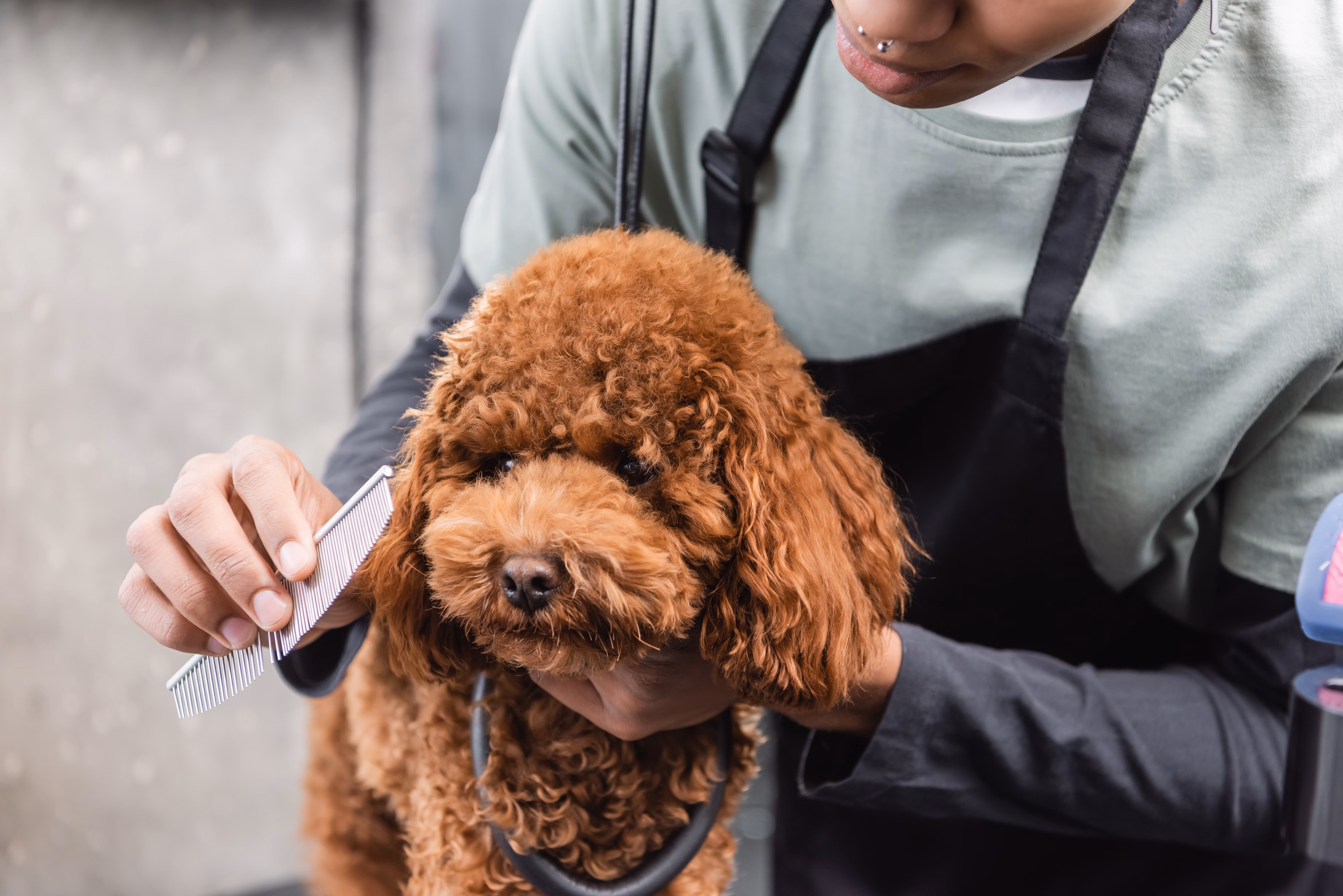 Brown Poodle at the groomer.