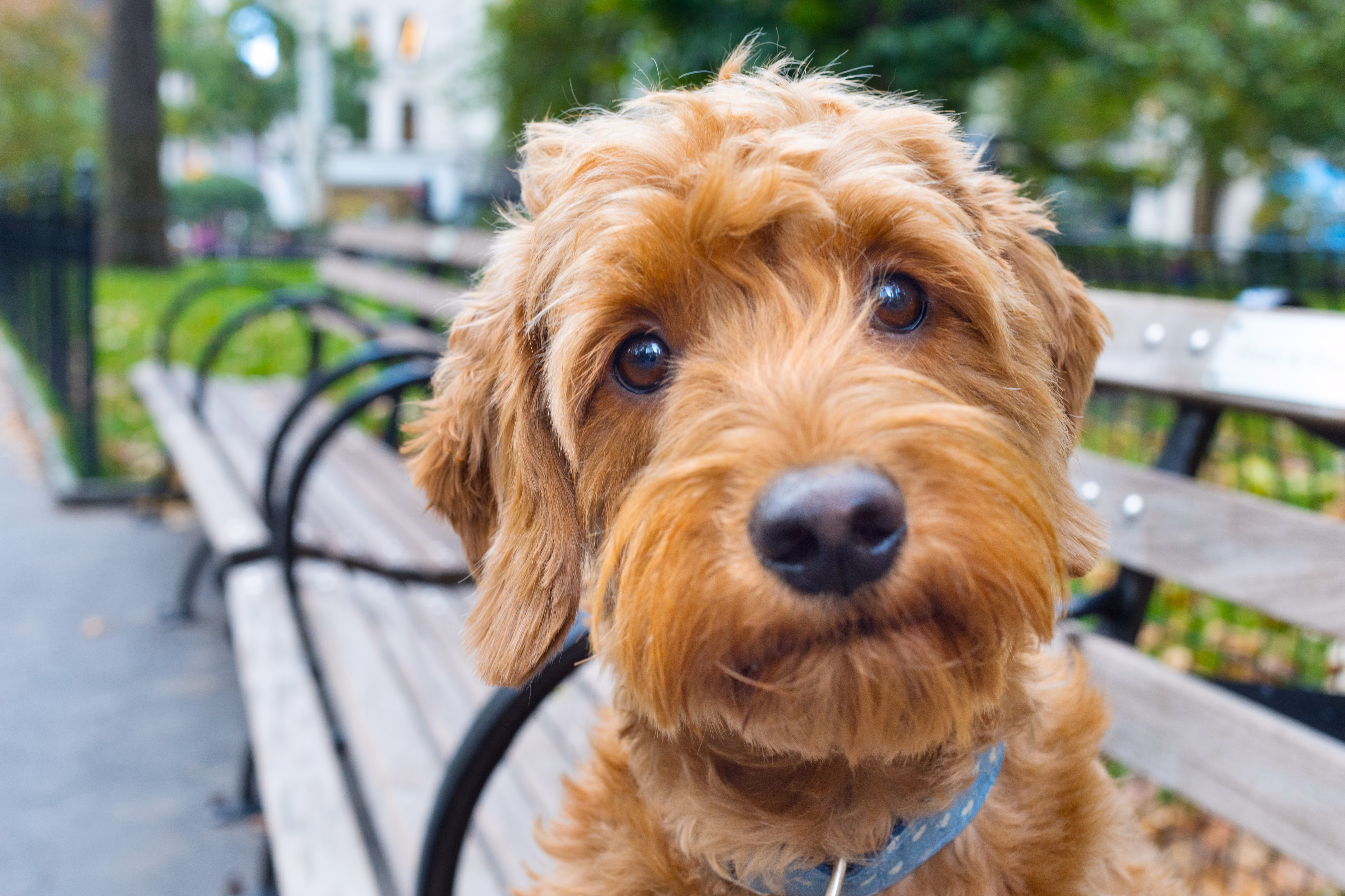 Doodle-type dog sitting on a park bench.