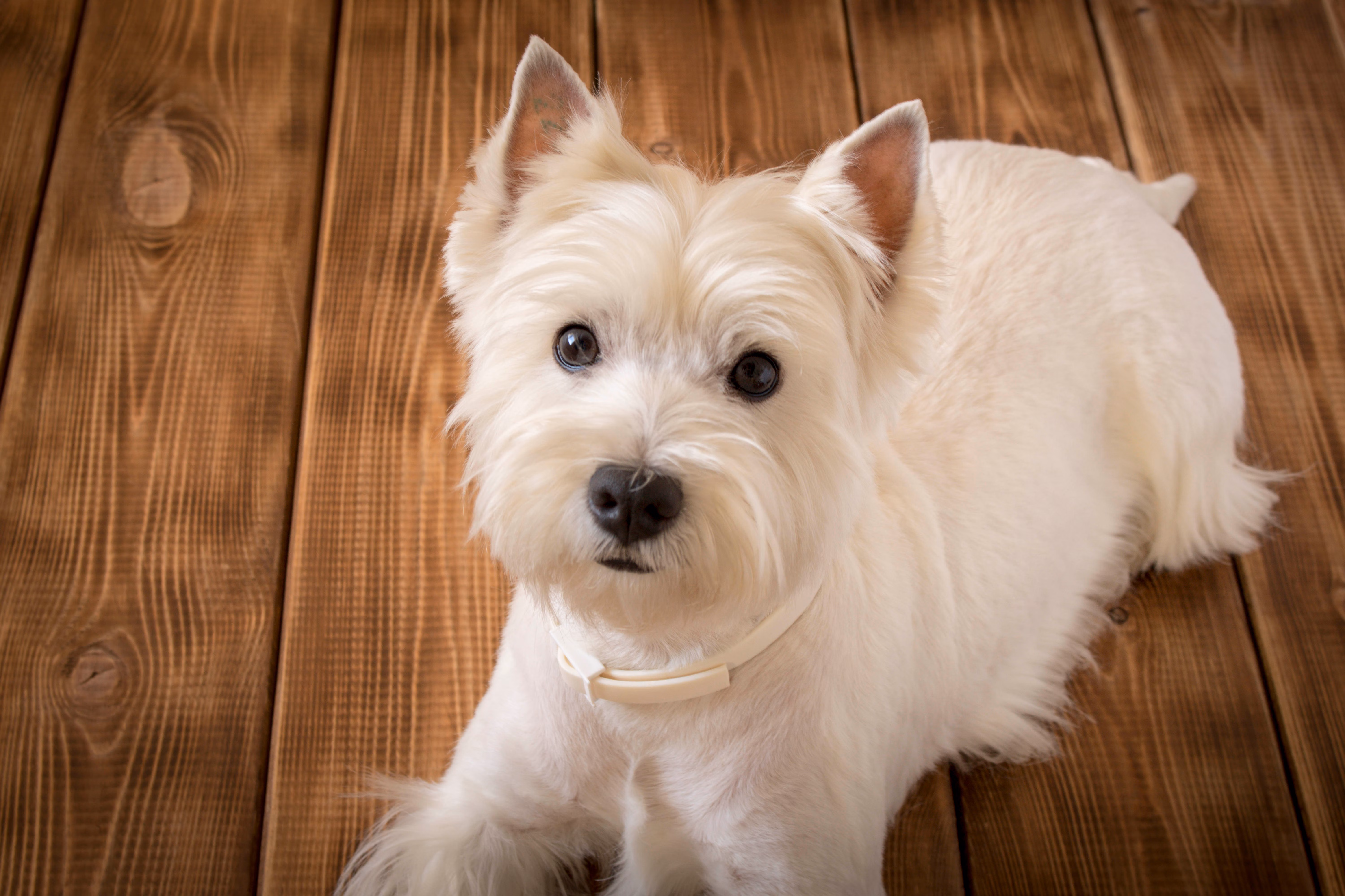 West Highland White Terrier lying on a hardwood floor.