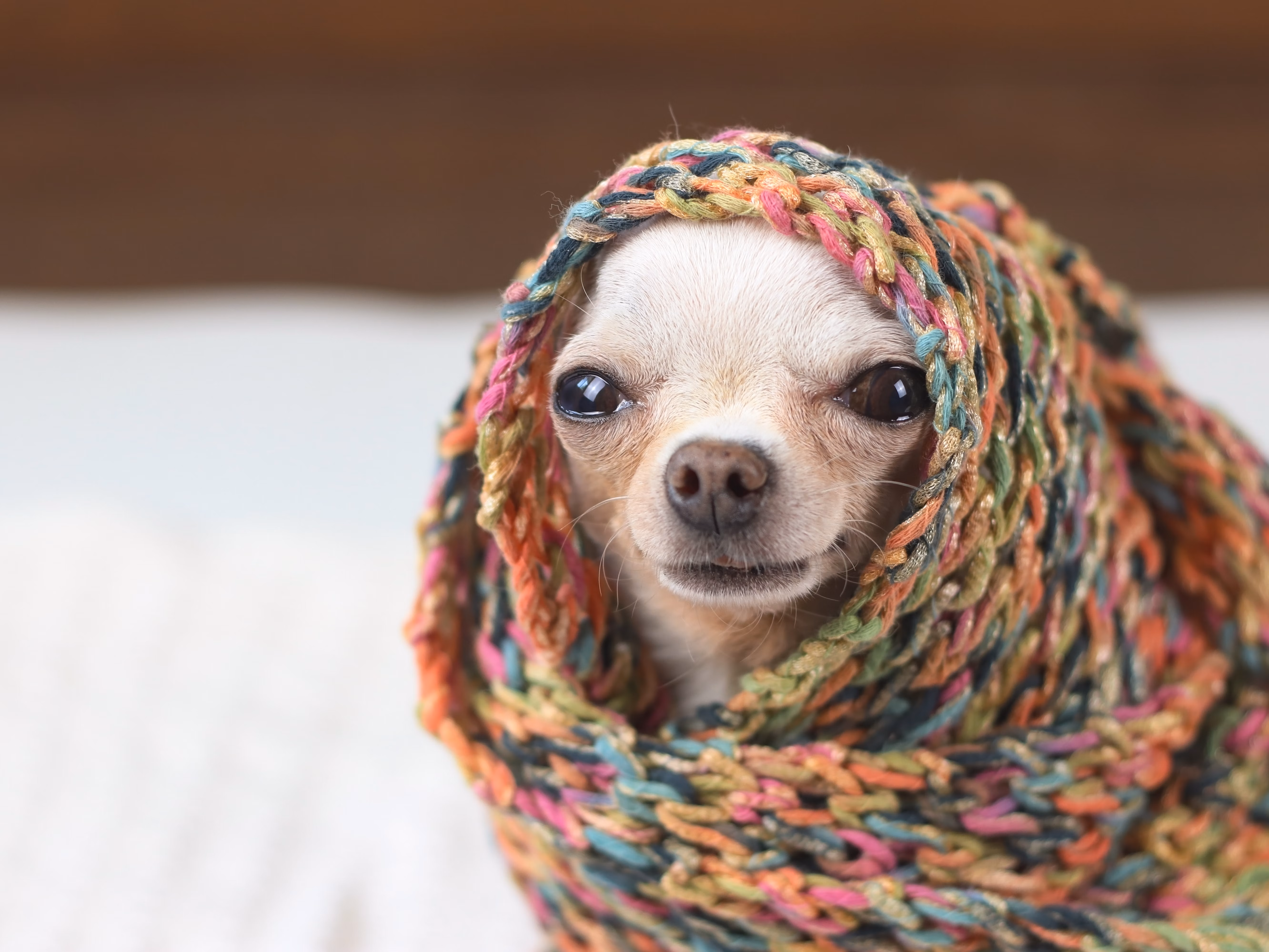 Chihuahua wrapped in a blanket.