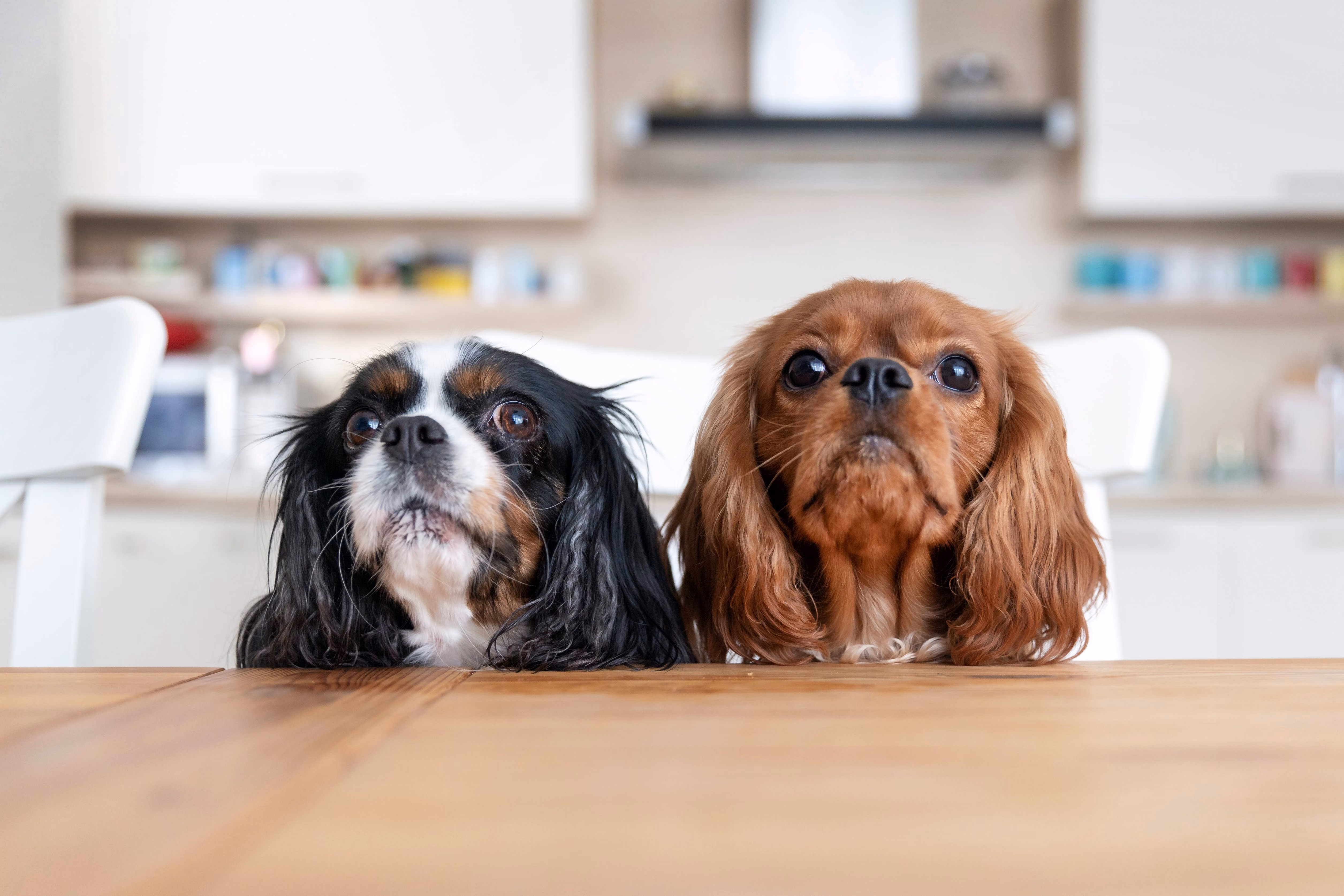Two Cavalier King Charles Spaniels sitting at a table.