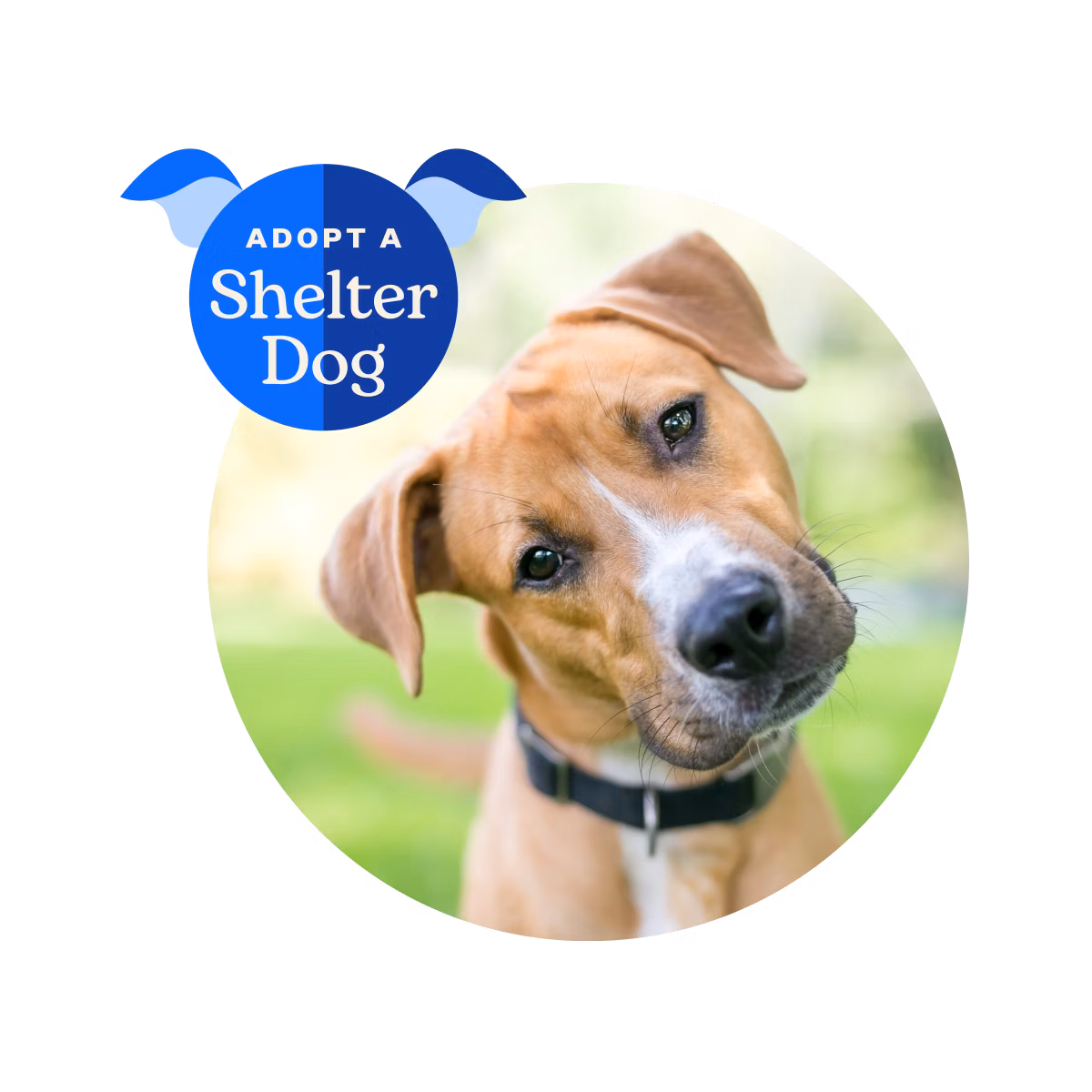 Adopt a Shelter Dog Image: cute dog tilts head and looks at camera