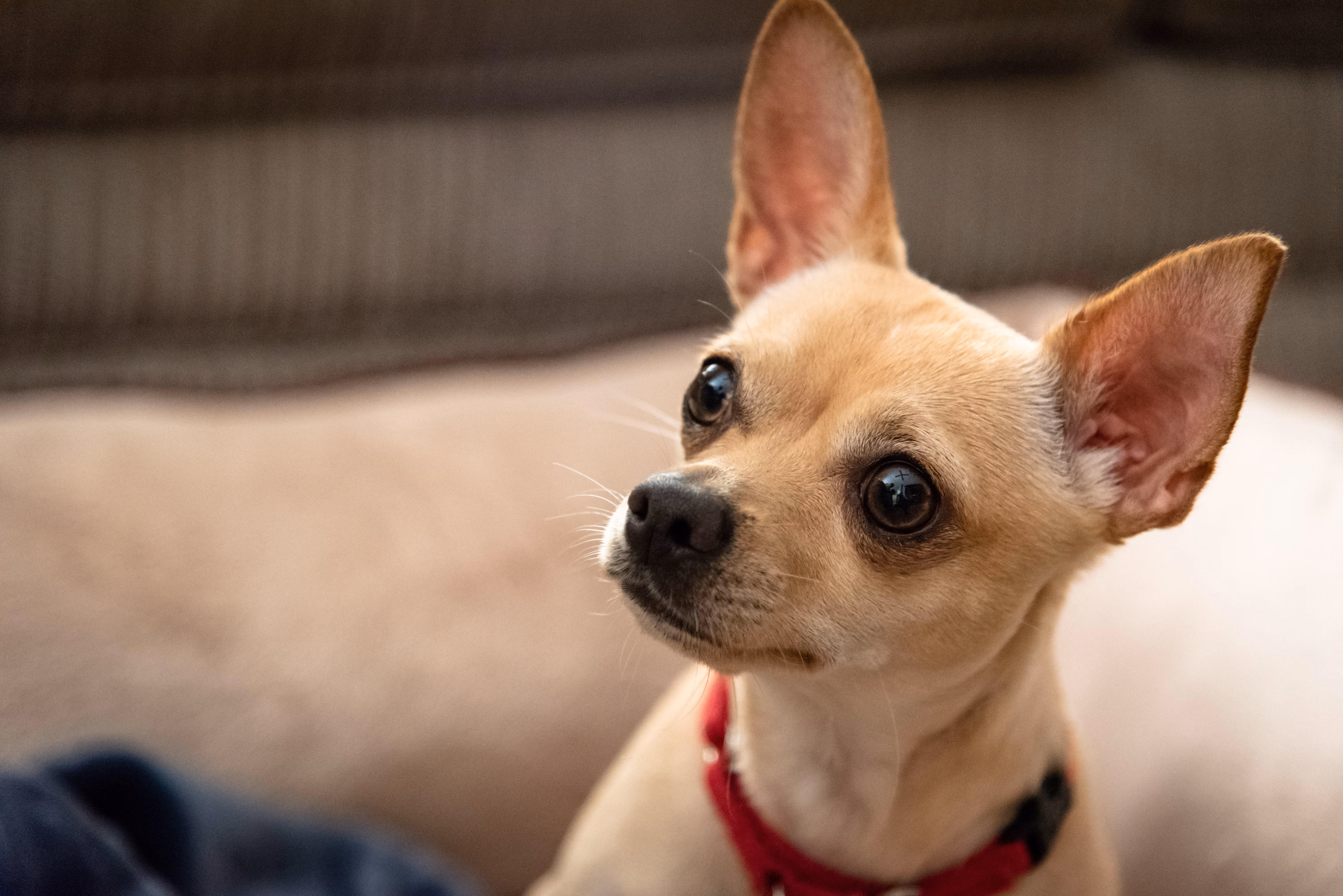 Fawn-colored Chihuahua with the deer head shape.
