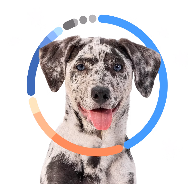 Black and white mixed breed dog with colorful breed ring around it's head