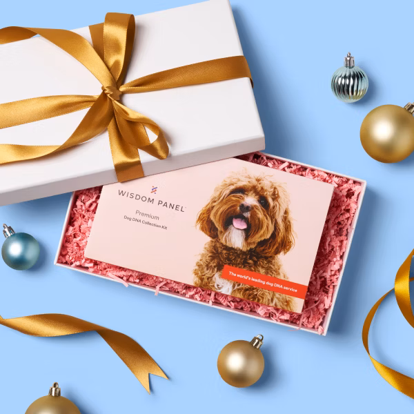 Wisdom Panel Premium DNA test inside a gift box with ribbon and ornaments around it