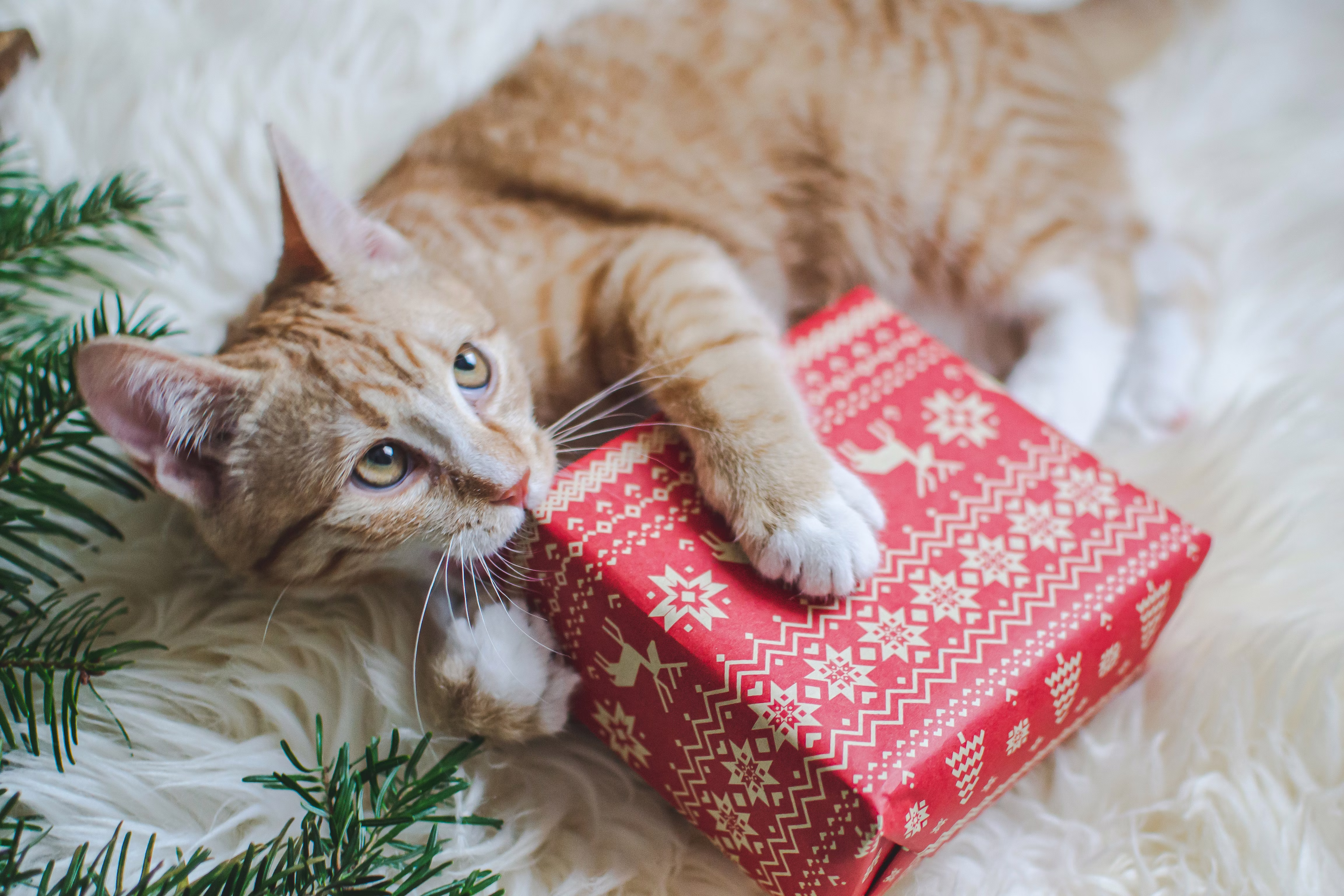 Orange cat playing with a wrapped holiday gift.