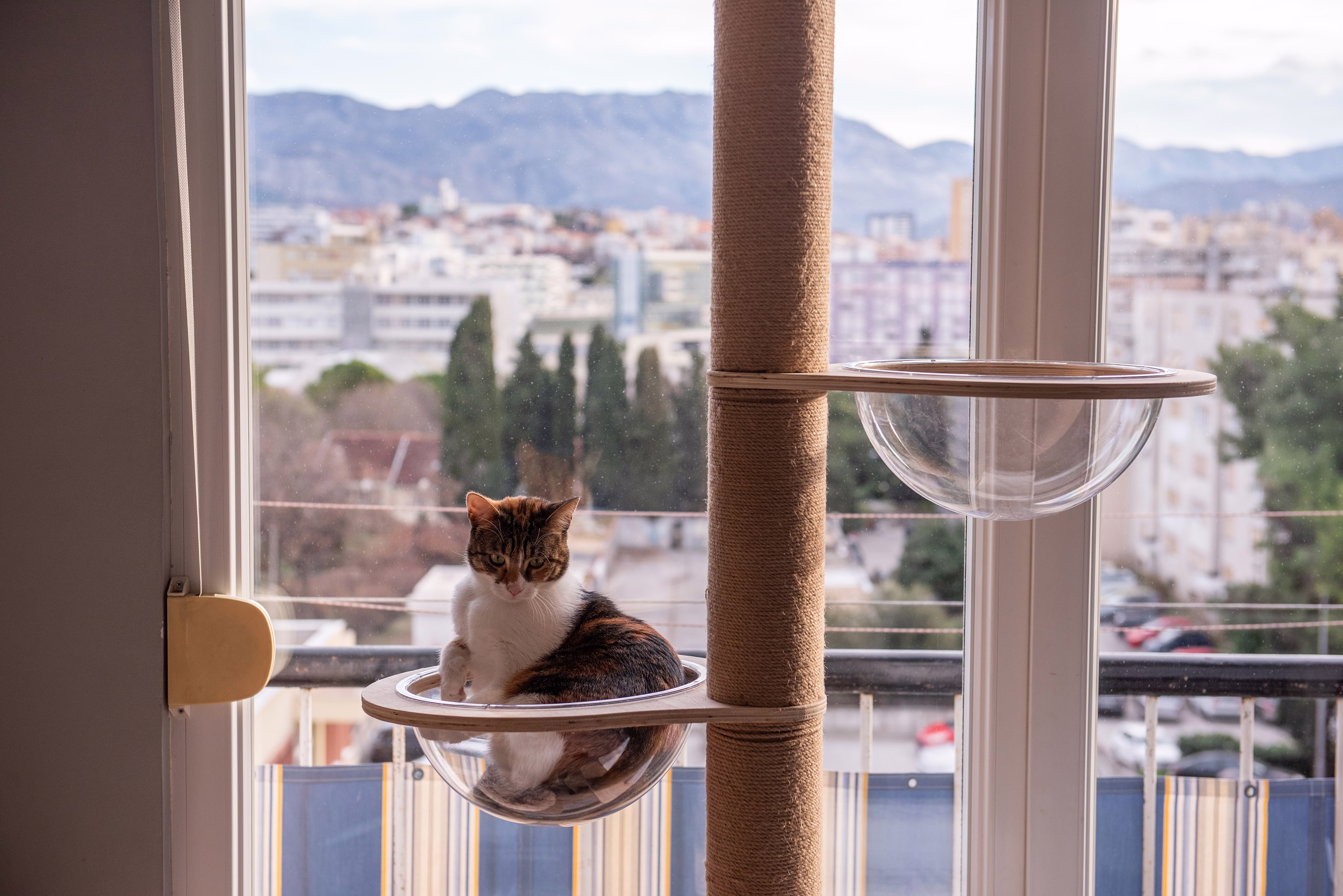 Cat sitting in a modern cat tree by a window.