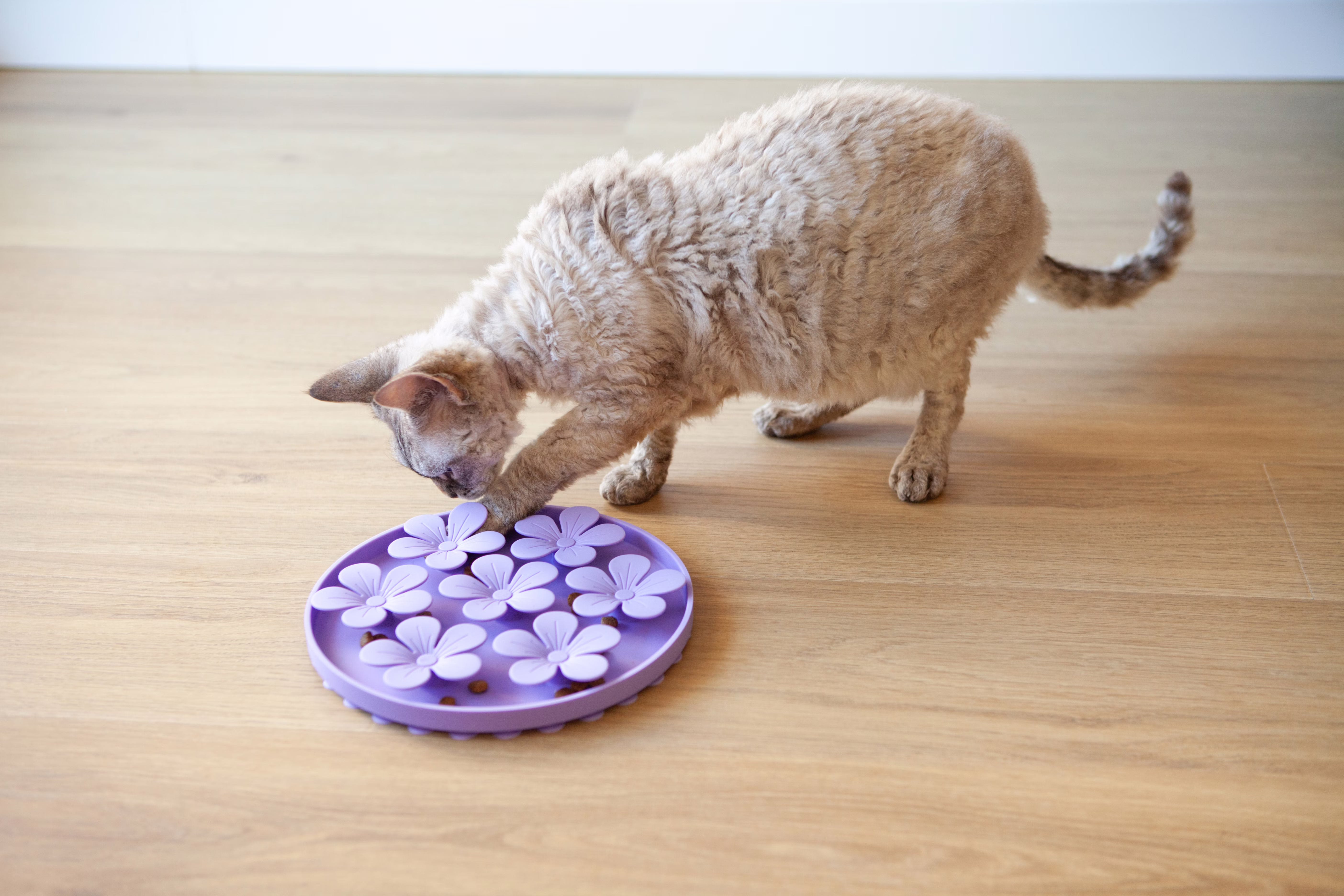 Cat playing with a lavender puzzle toy.