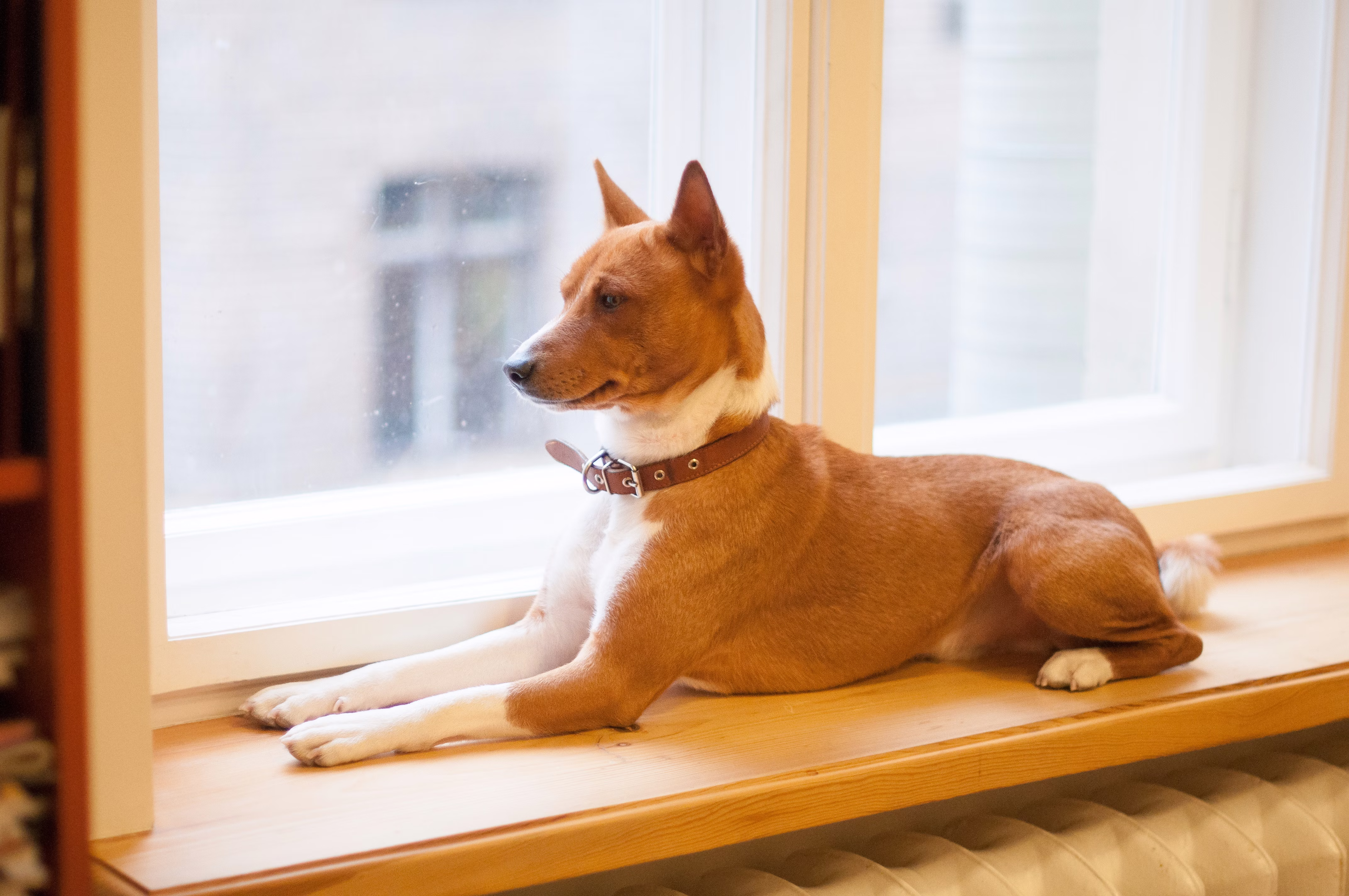 Basenji sitting on a window sill.